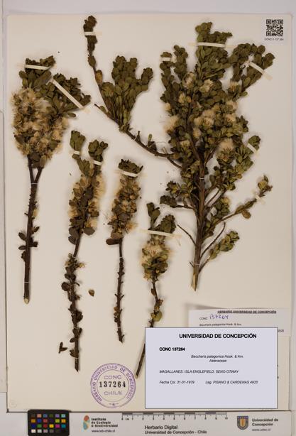 Baccharis patagonica [Espécimen: UDEC:CONC:0137264]