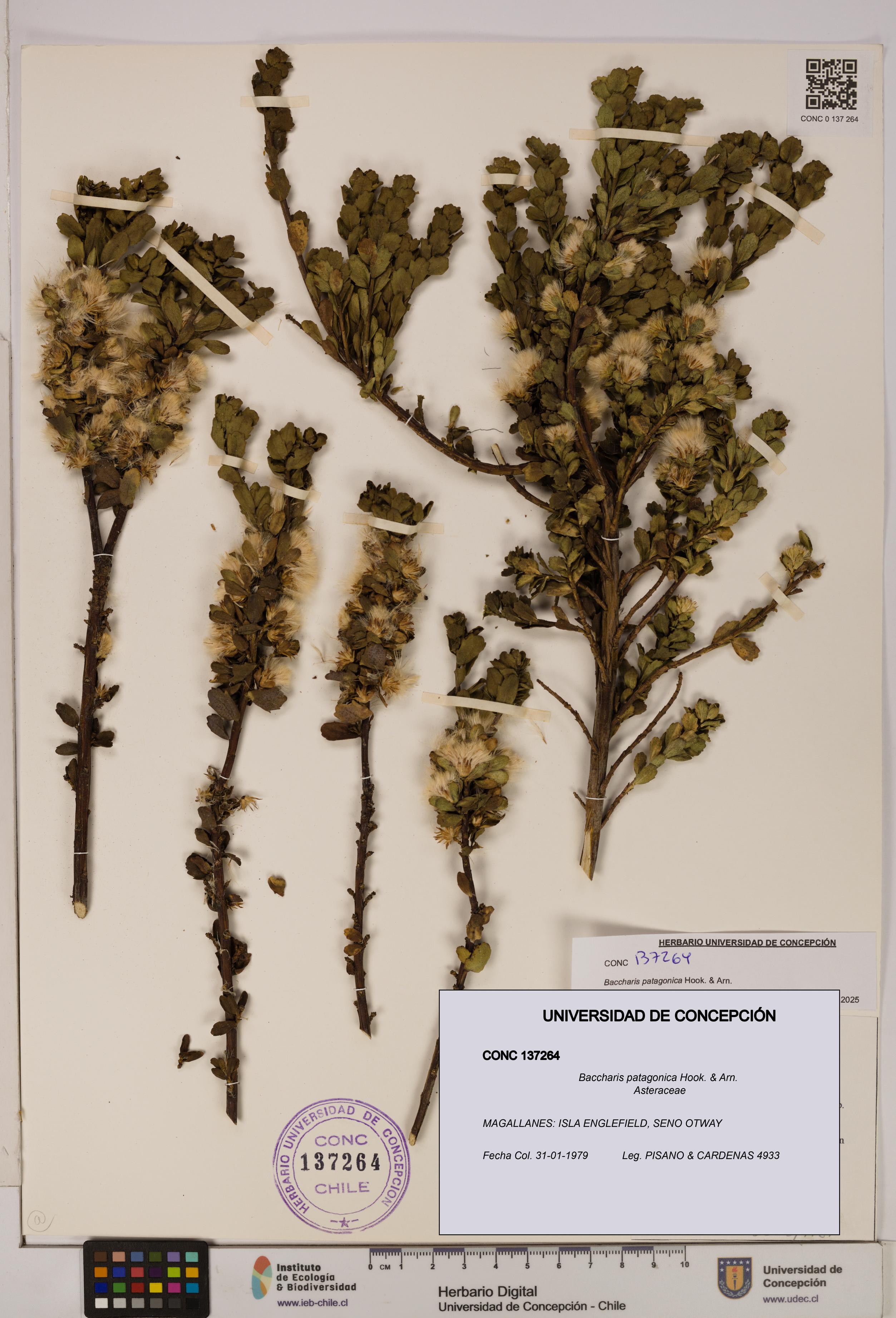 Baccharis patagonica [Espécimen: UDEC:CONC:0137264]