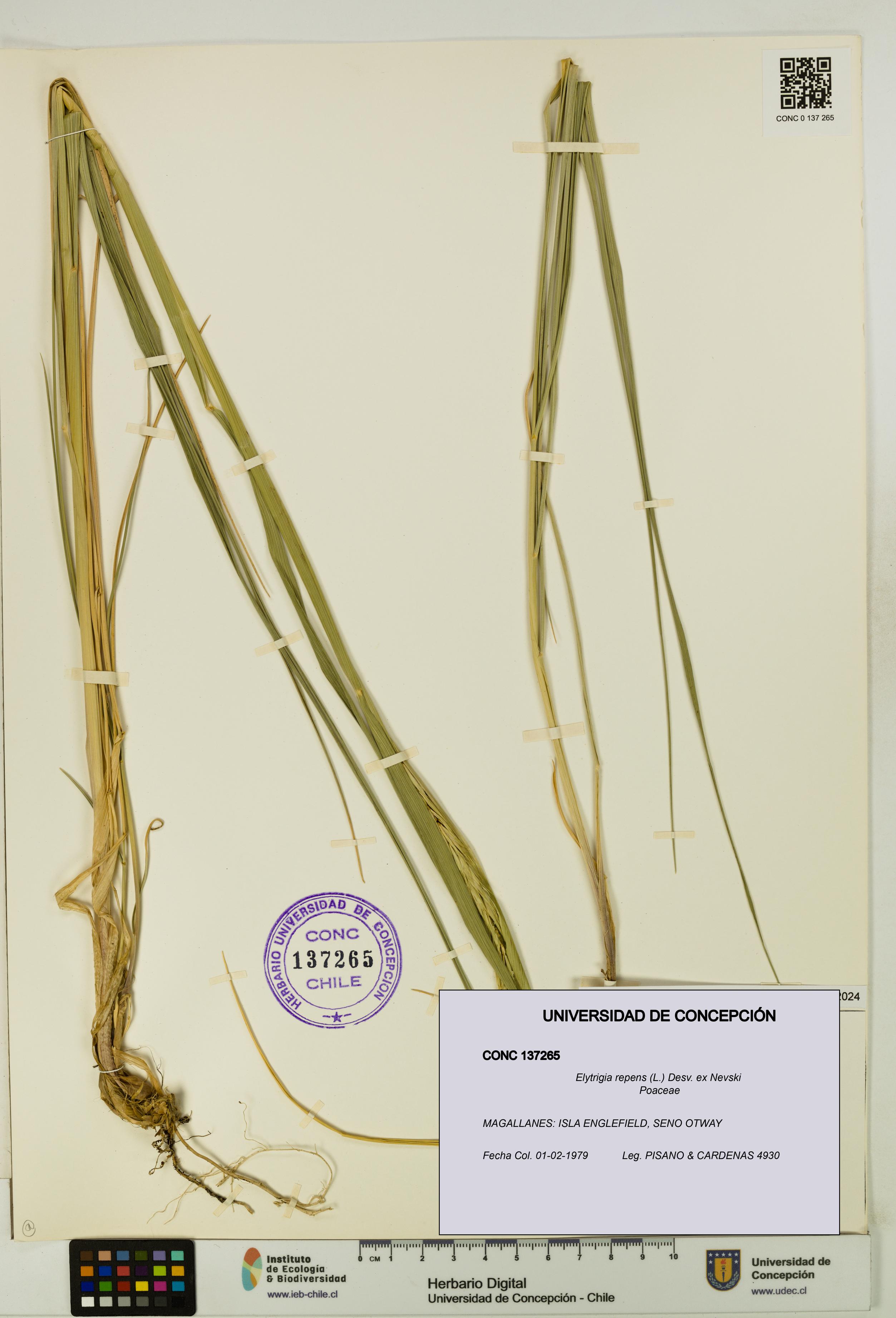 Elytrigia repens [Espécimen: UDEC:CONC:0137265]