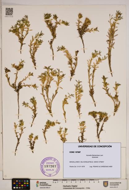 Azorella filamentosa [Espécimen: ]
