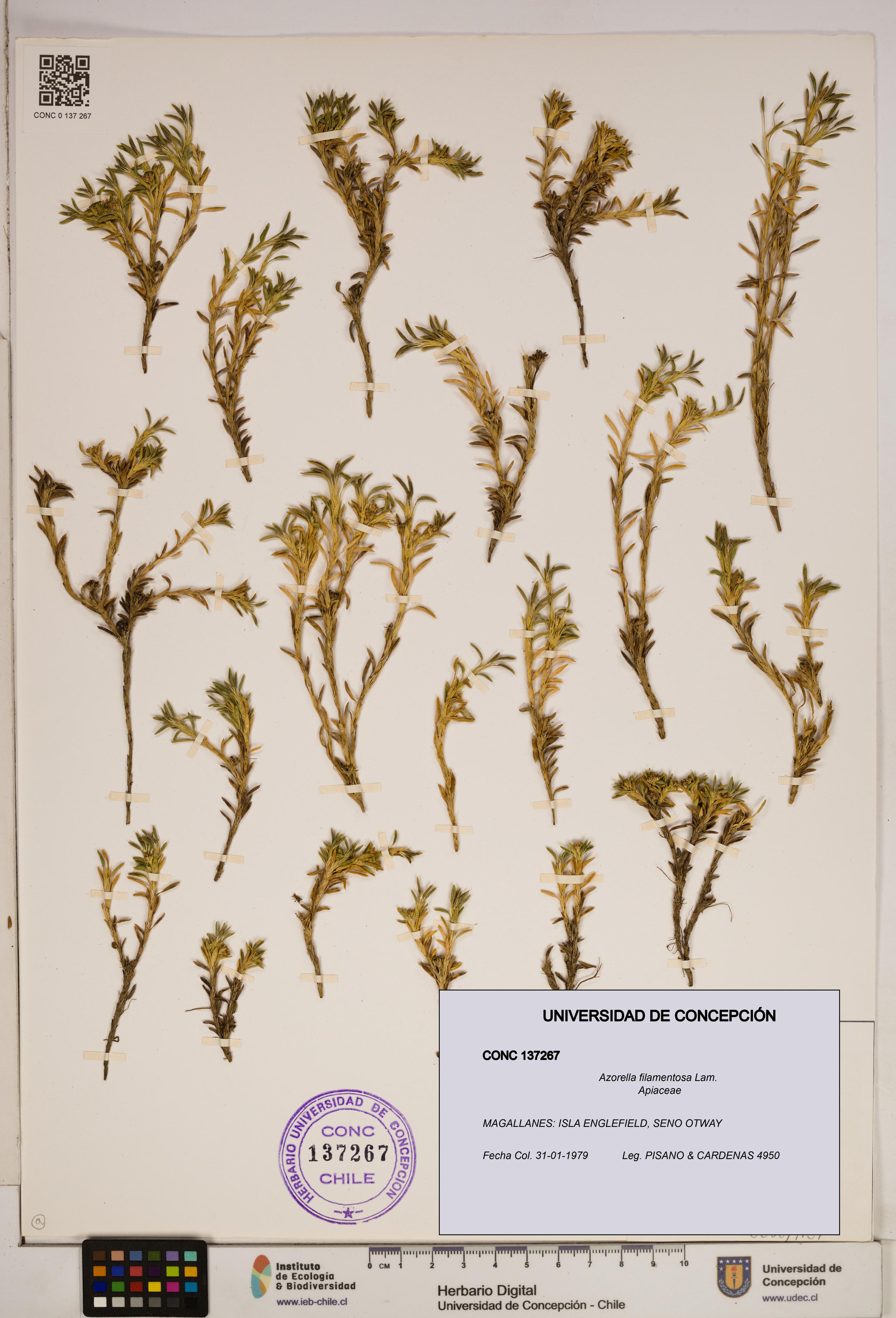 Azorella filamentosa [Espécimen: ]