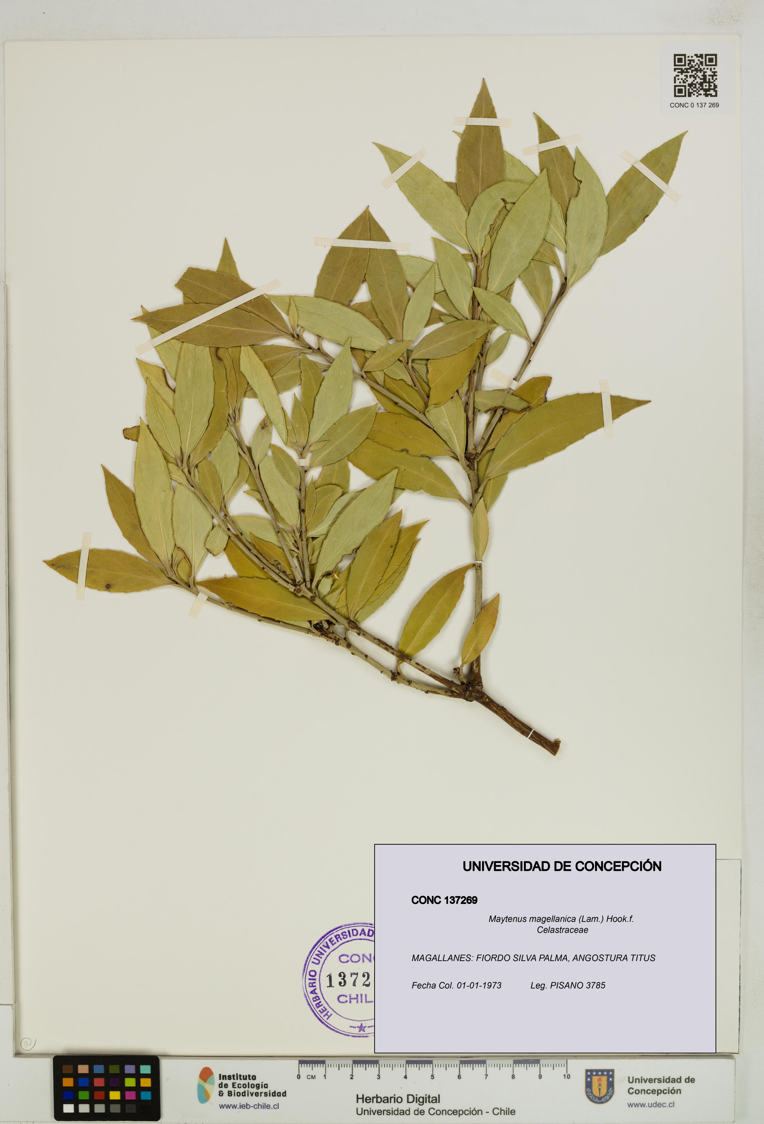 Maytenus magellanica [Espécimen: UDEC:CONC:0137269]