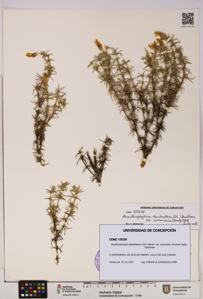 Anarthrophyllum desideratum var. morenonis [Espécimen: UDEC:CONC:0137278]