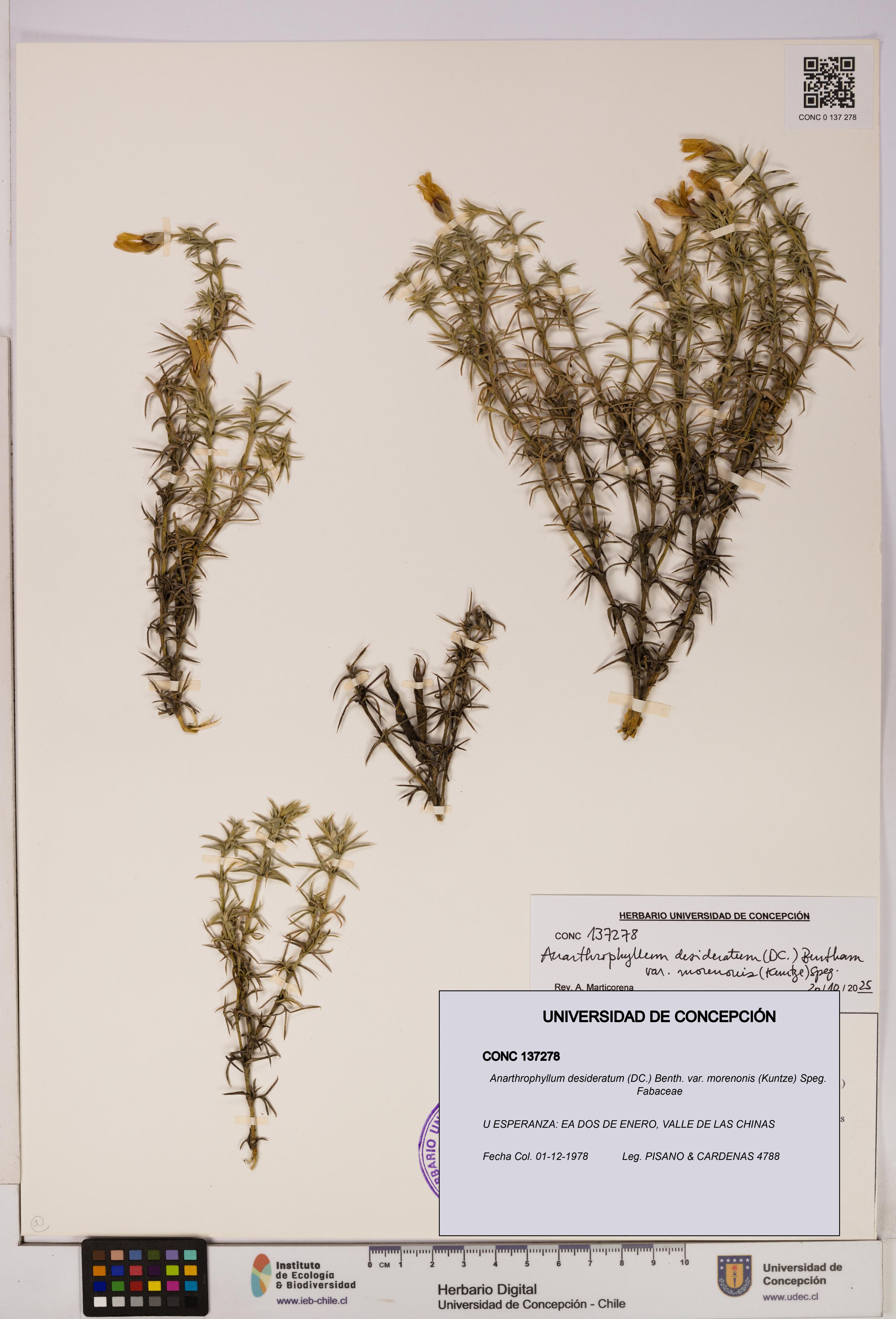 Anarthrophyllum desideratum var. morenonis [Espécimen: UDEC:CONC:0137278]