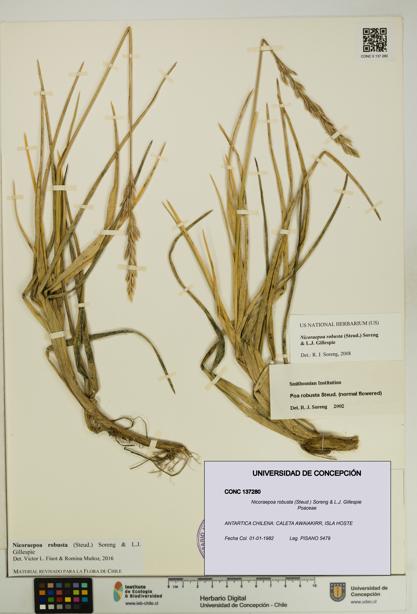 Nicoraepoa robusta [Espécimen: UDEC:CONC:0137280]