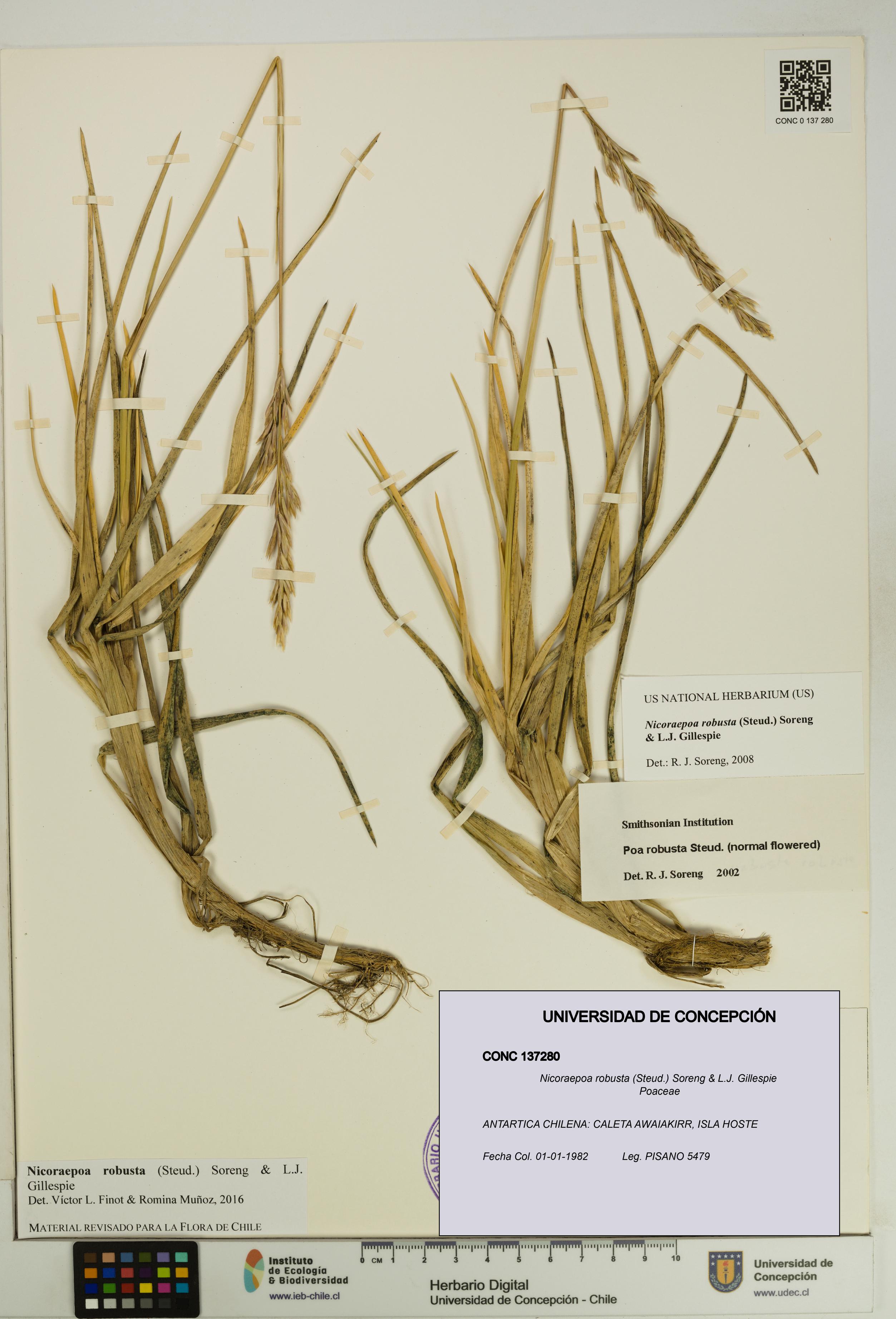 Nicoraepoa robusta [Espécimen: UDEC:CONC:0137280]