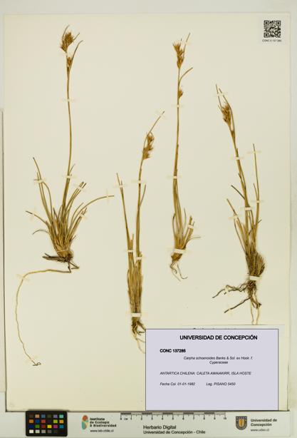 Carpha schoenoides [Espécimen: UDEC:CONC:0137285]