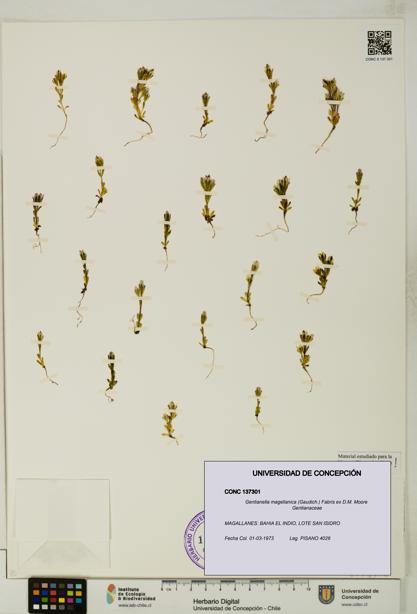 Gentianella magellanica [Espécimen: UDEC:CONC:0137301]