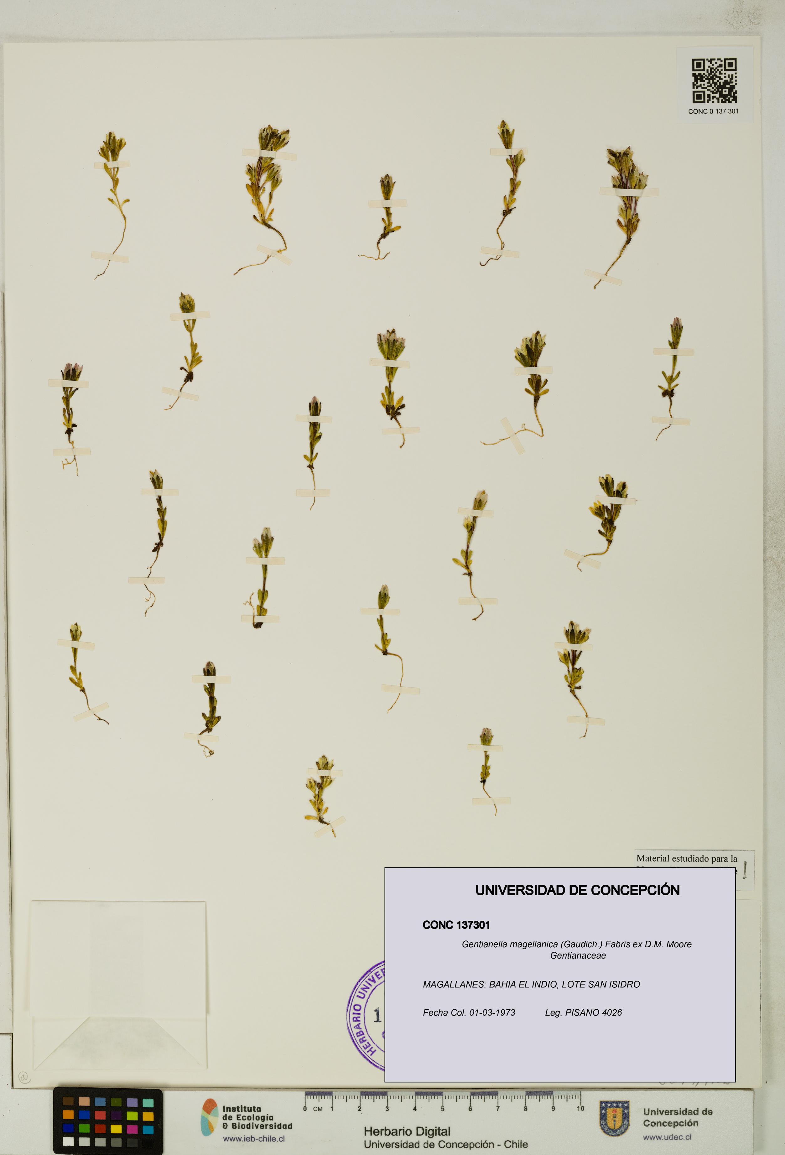 Gentianella magellanica [Espécimen: UDEC:CONC:0137301]