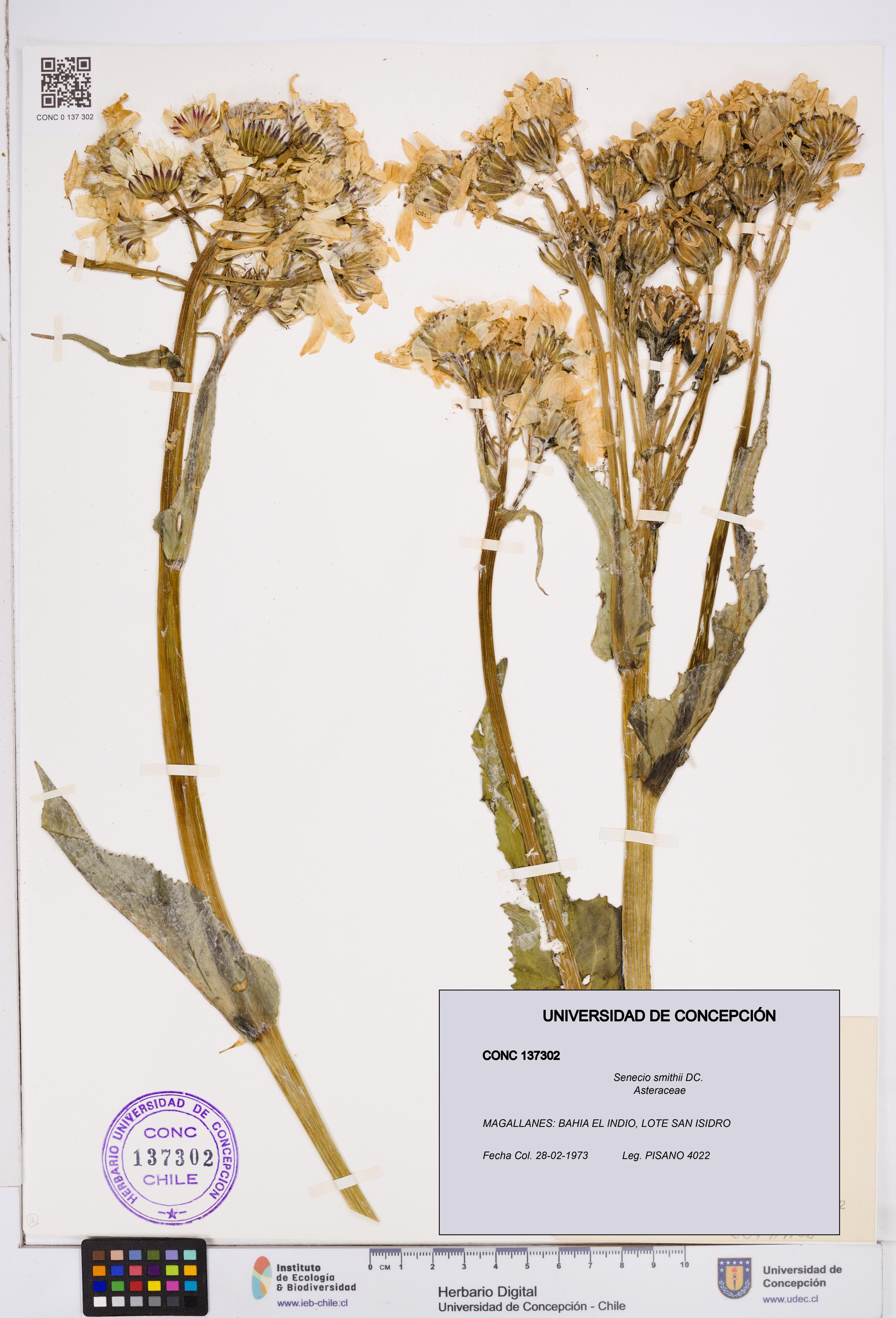 Senecio smithii [Espécimen: ]