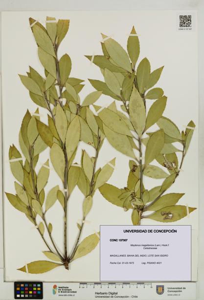 Maytenus magellanica [Espécimen: UDEC:CONC:0137307]