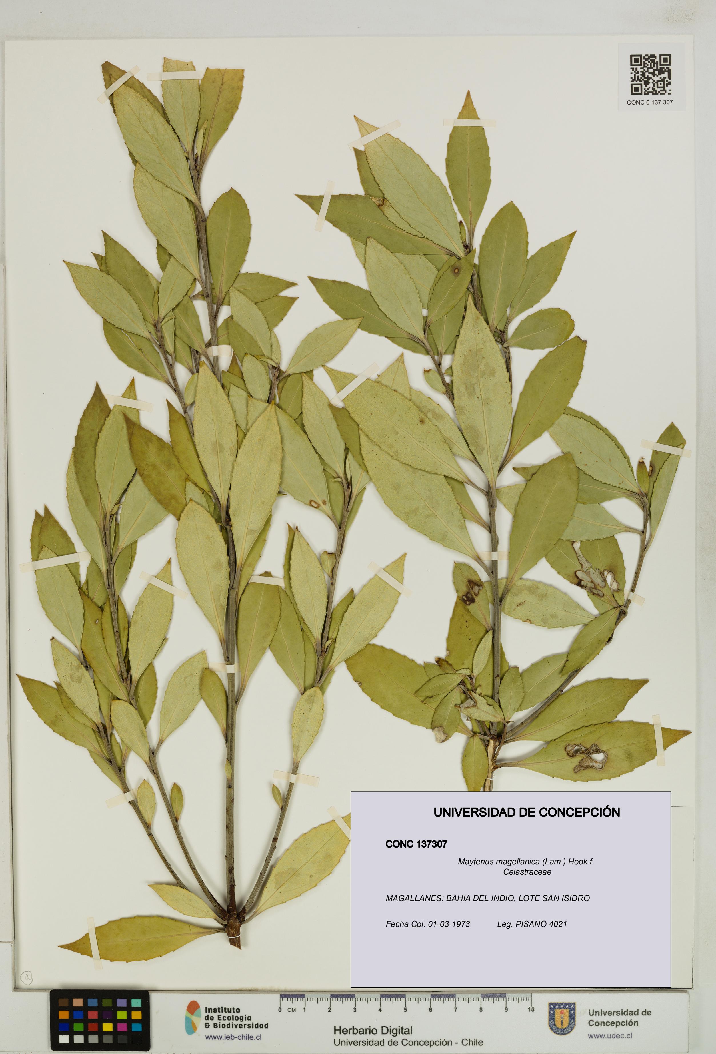 Maytenus magellanica [Espécimen: UDEC:CONC:0137307]
