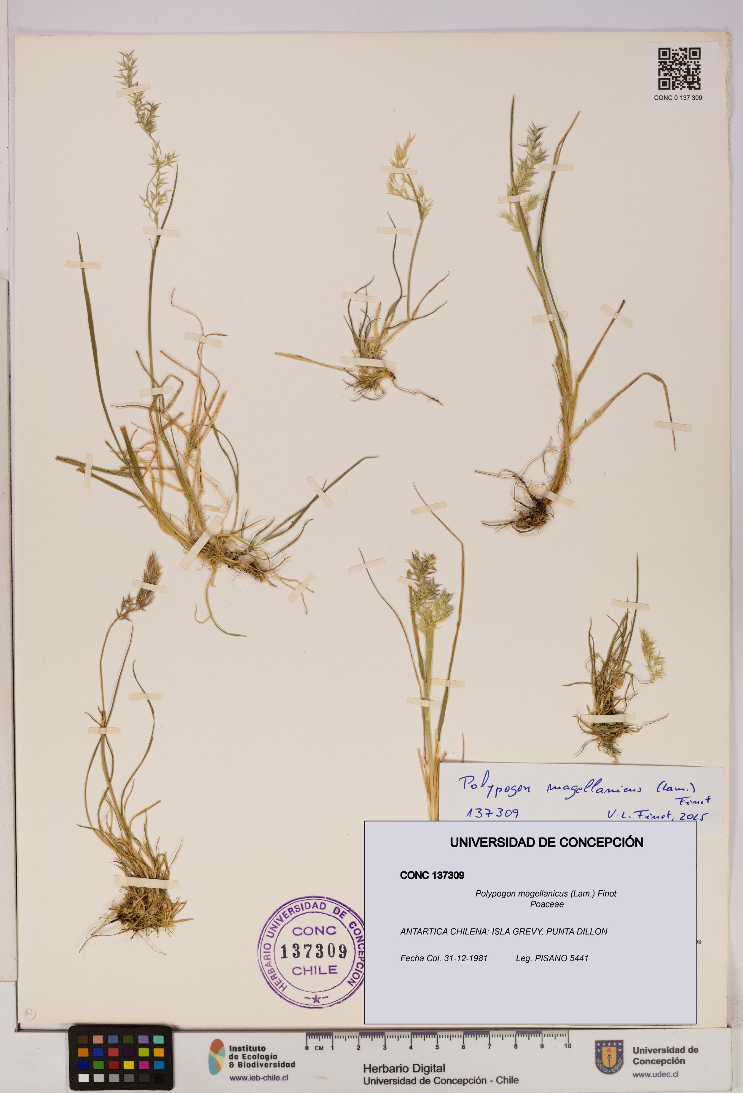 Polypogon magellanicus [Espécimen: UDEC:CONC:0137309]