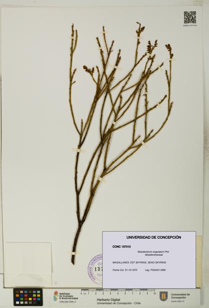 Misodendrum angulatum [Espécimen: UDEC:CONC:0137313]