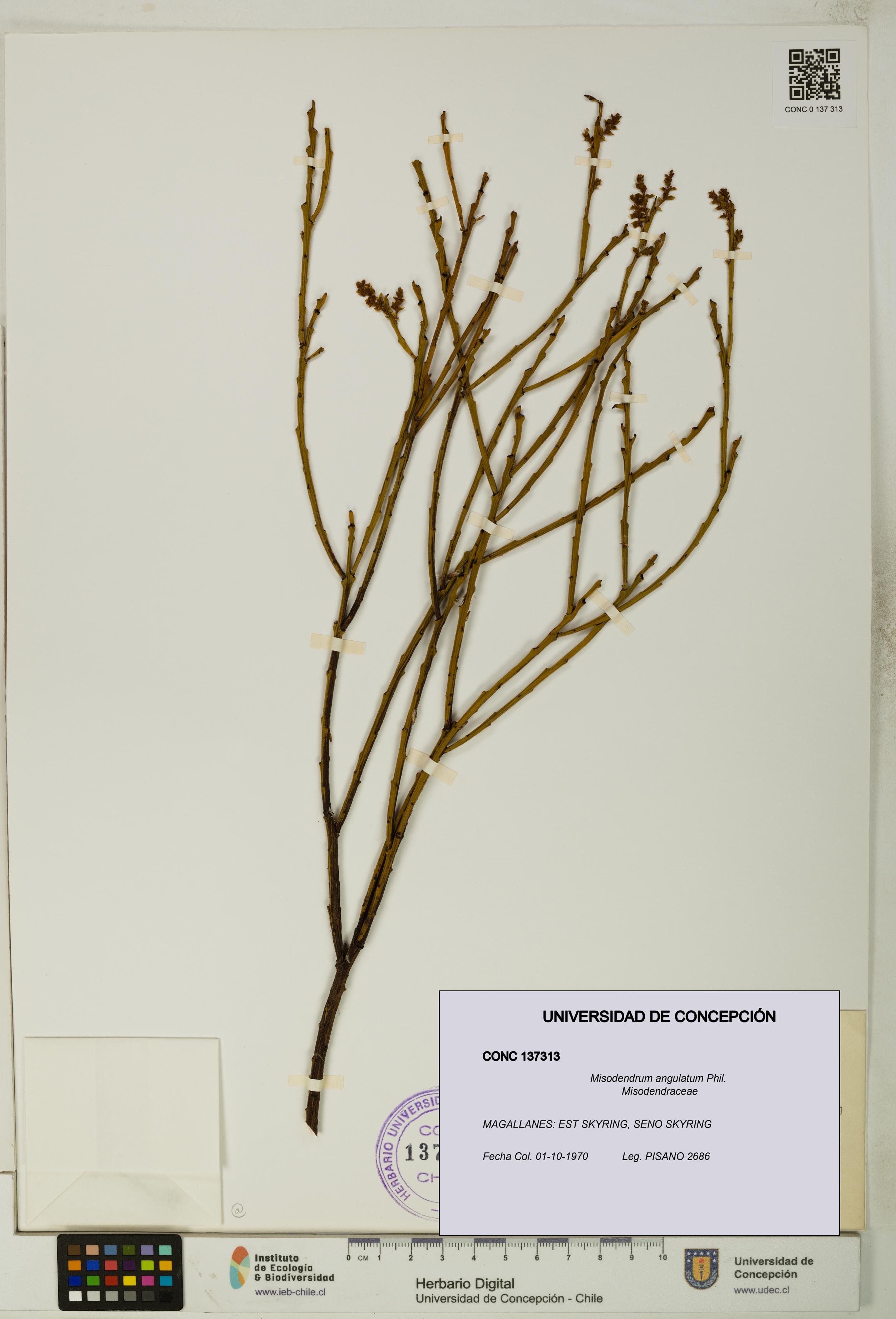 Misodendrum angulatum [Espécimen: UDEC:CONC:0137313]