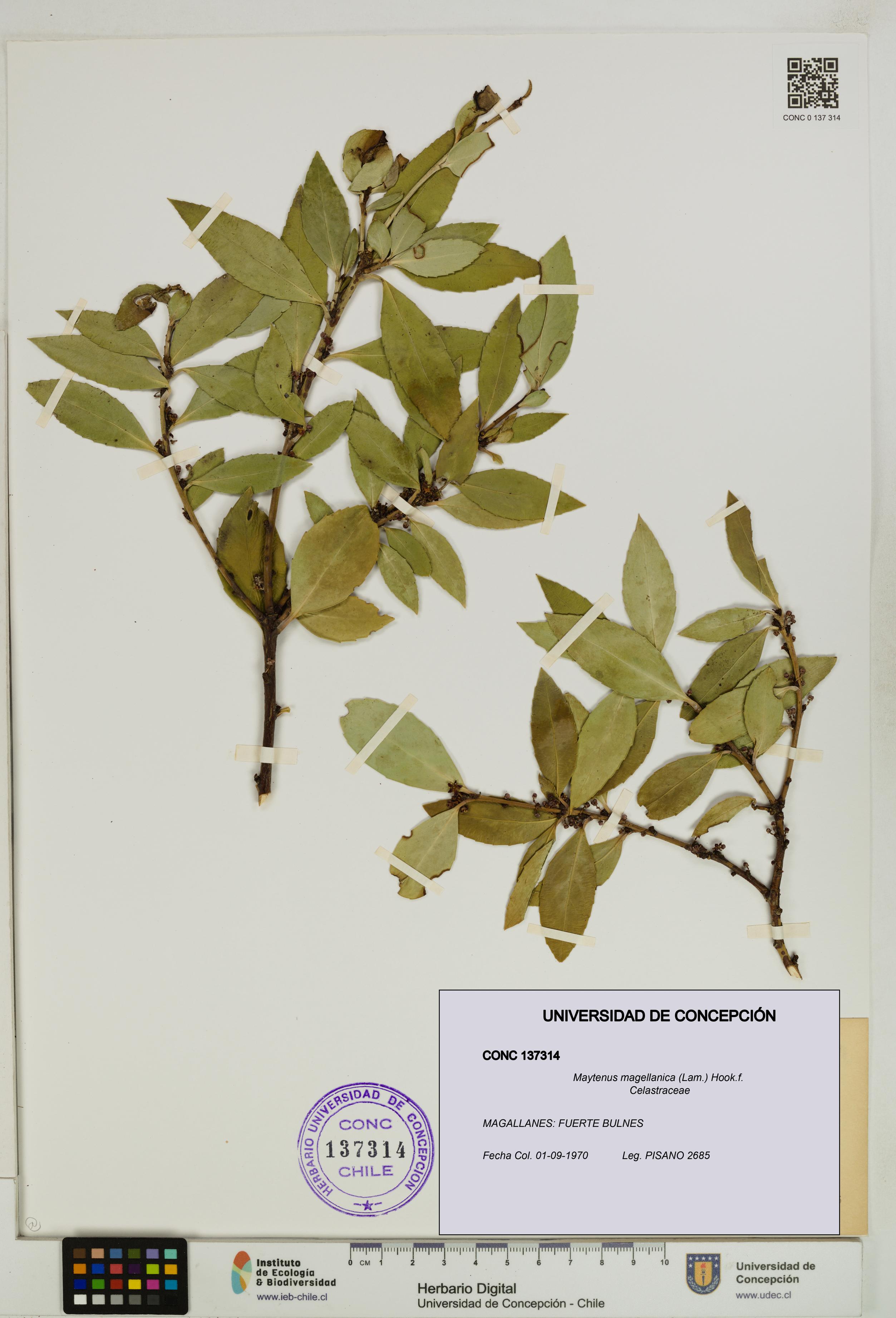 Maytenus magellanica [Espécimen: UDEC:CONC:0137314]