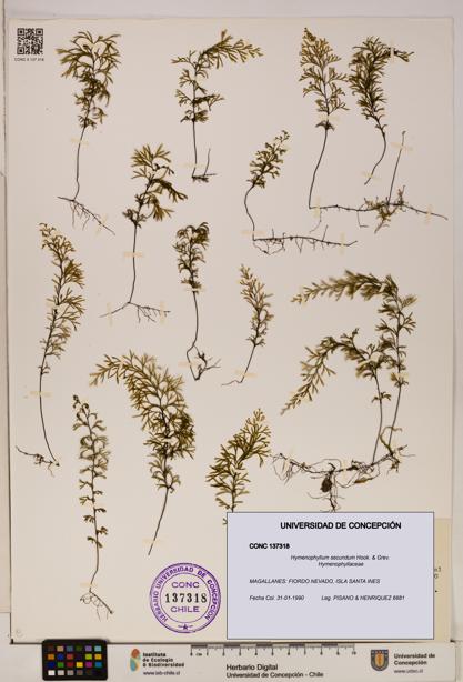 Hymenophyllum secundum [Espécimen: ]
