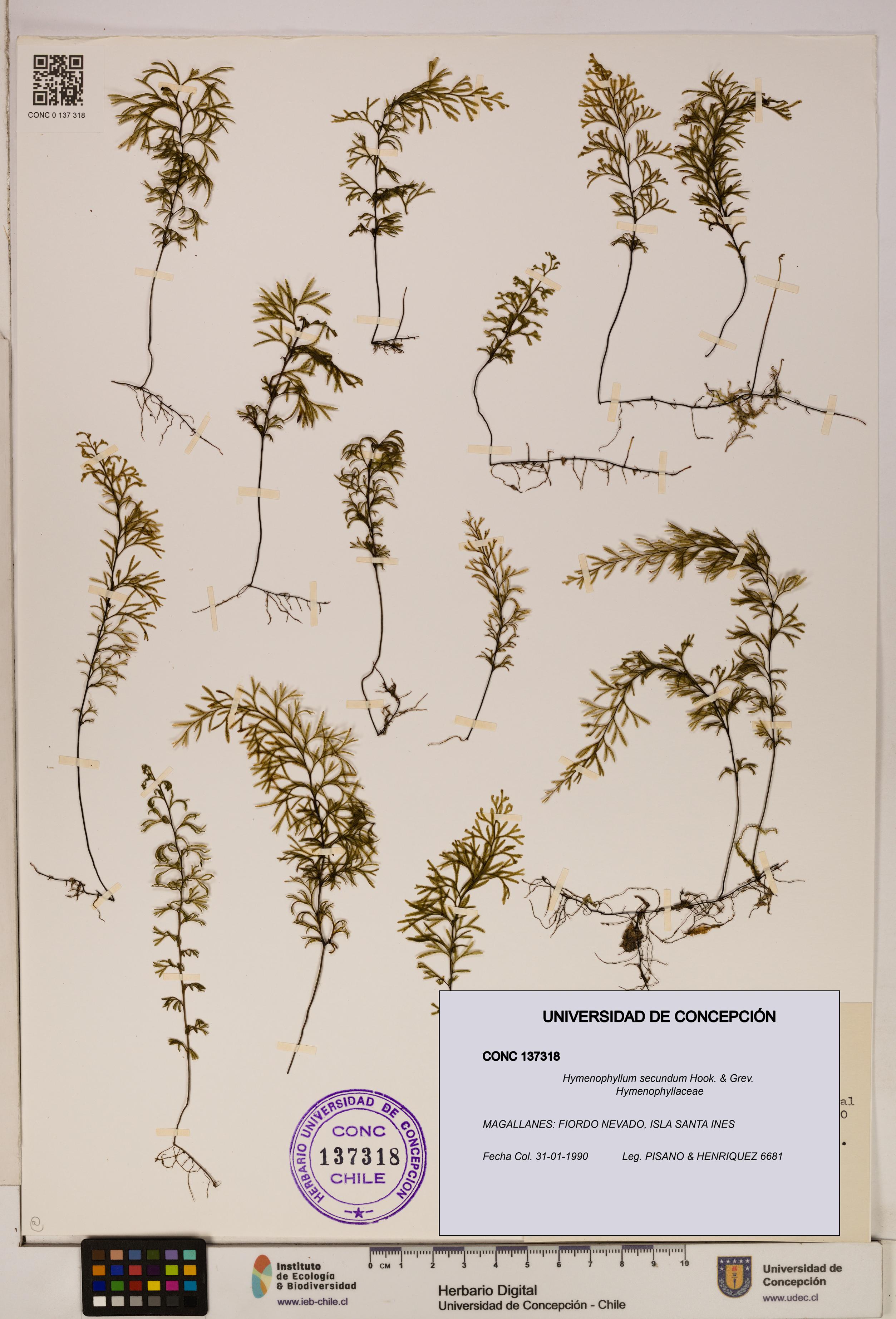 Hymenophyllum secundum [Espécimen: ]