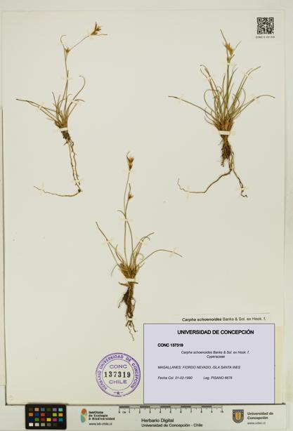 Carpha schoenoides [Espécimen: UDEC:CONC:0137319]