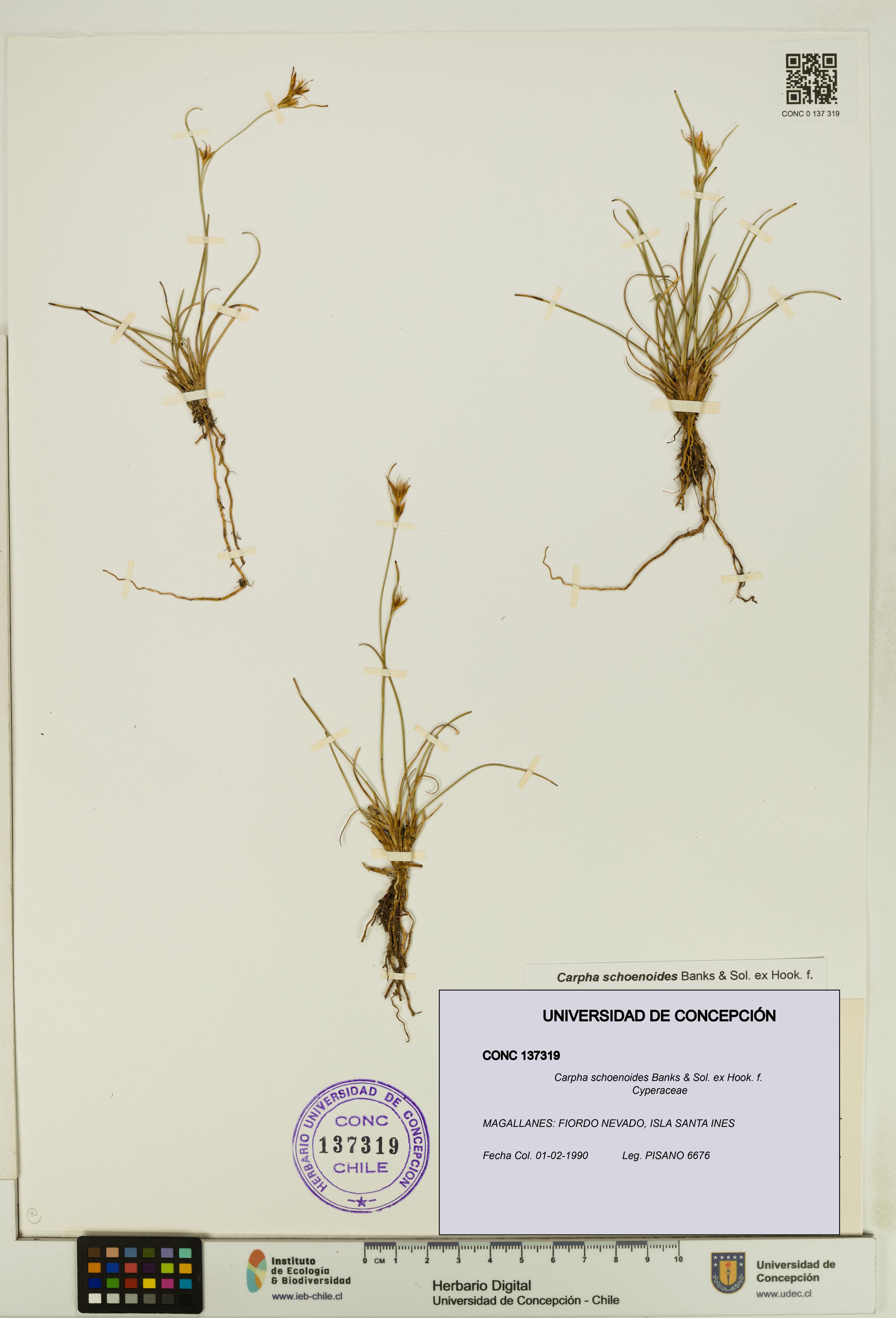 Carpha schoenoides [Espécimen: UDEC:CONC:0137319]