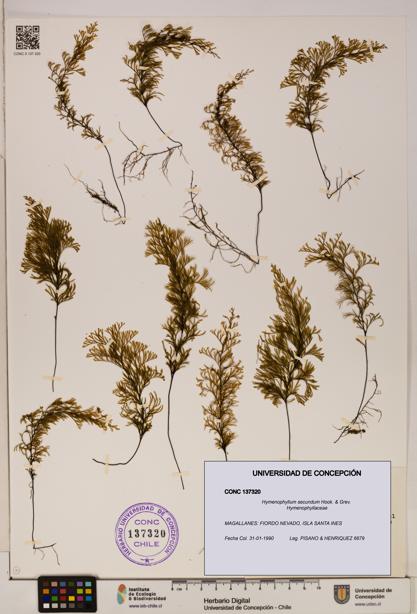 Hymenophyllum secundum [Espécimen: ]