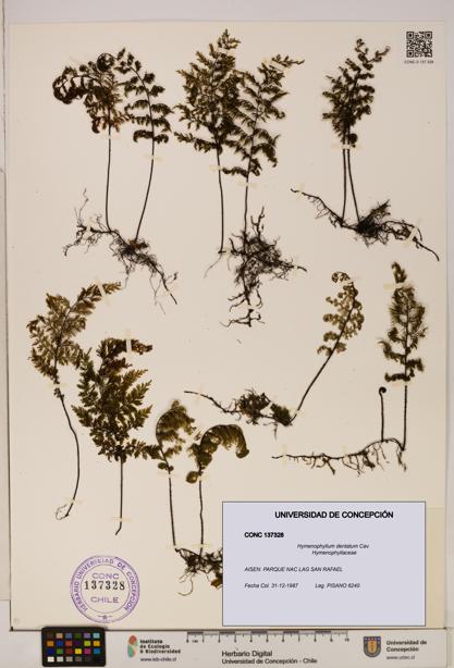 Hymenophyllum dentatum [Espécimen: UDEC:CONC:0137328]