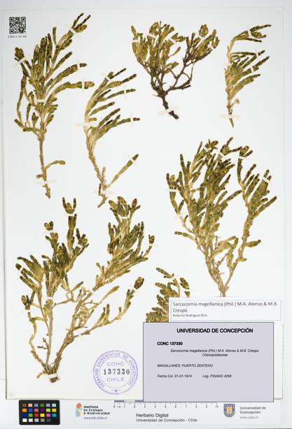 Sarcocornia magellanica [Espécimen: UDEC:CONC:0137330]