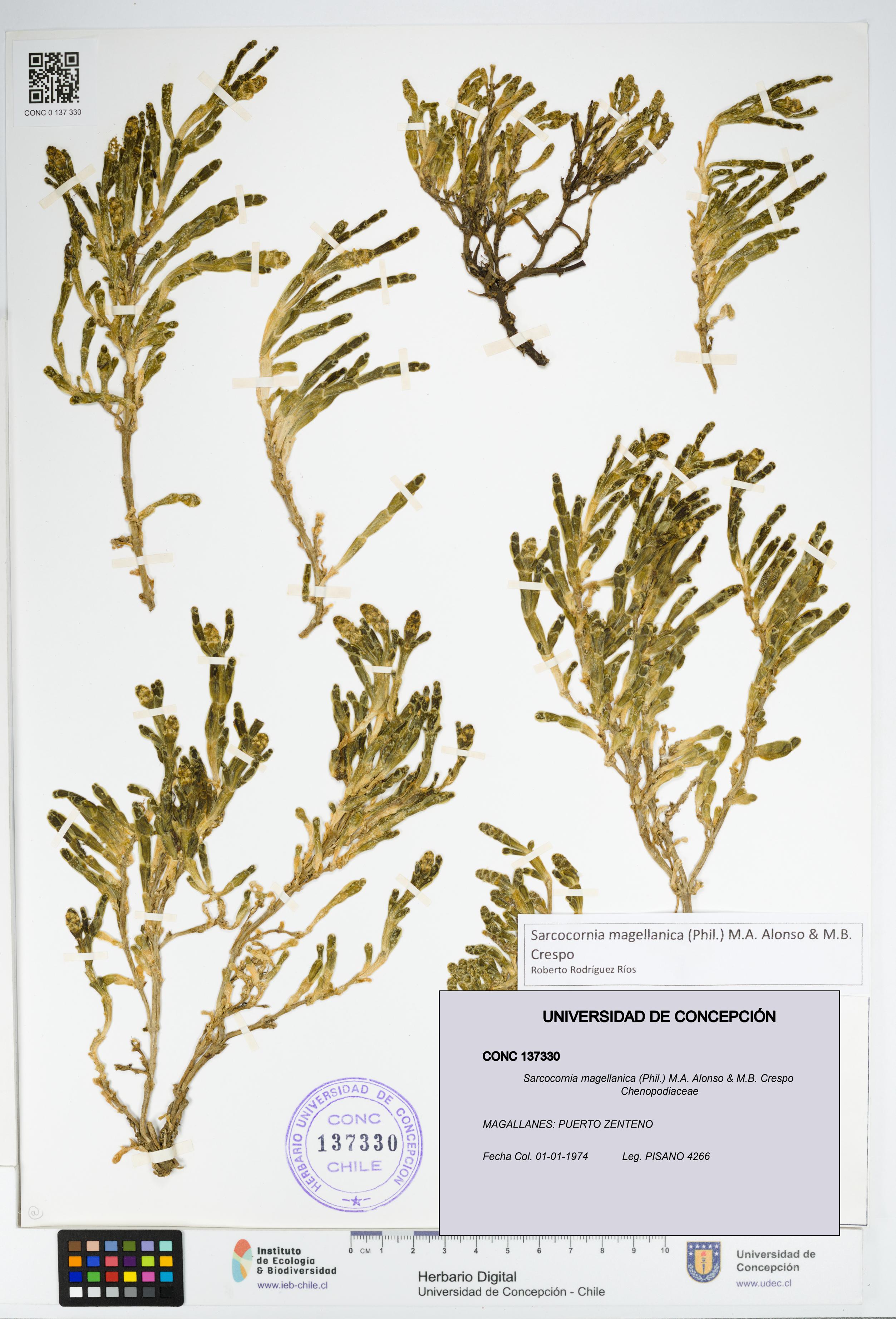 Sarcocornia magellanica [Espécimen: UDEC:CONC:0137330]
