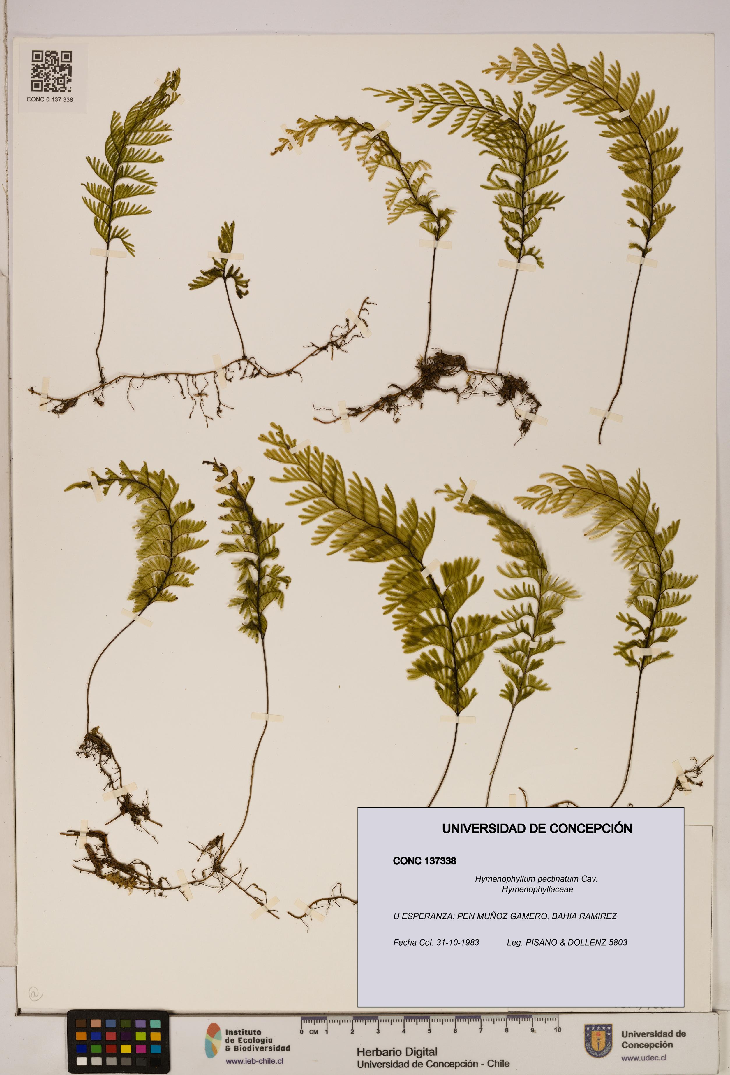 Hymenophyllum pectinatum [Espécimen: ]