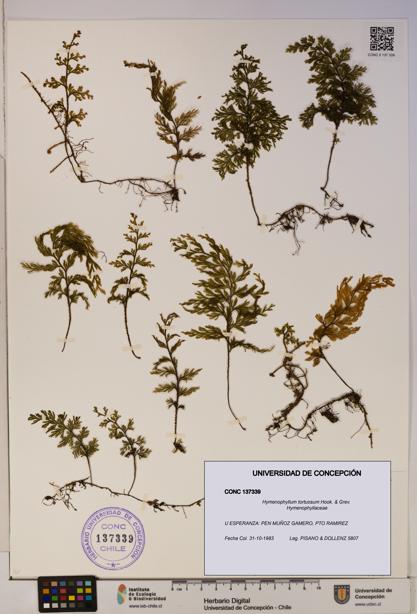 Hymenophyllum tortuosum [Espécimen: ]