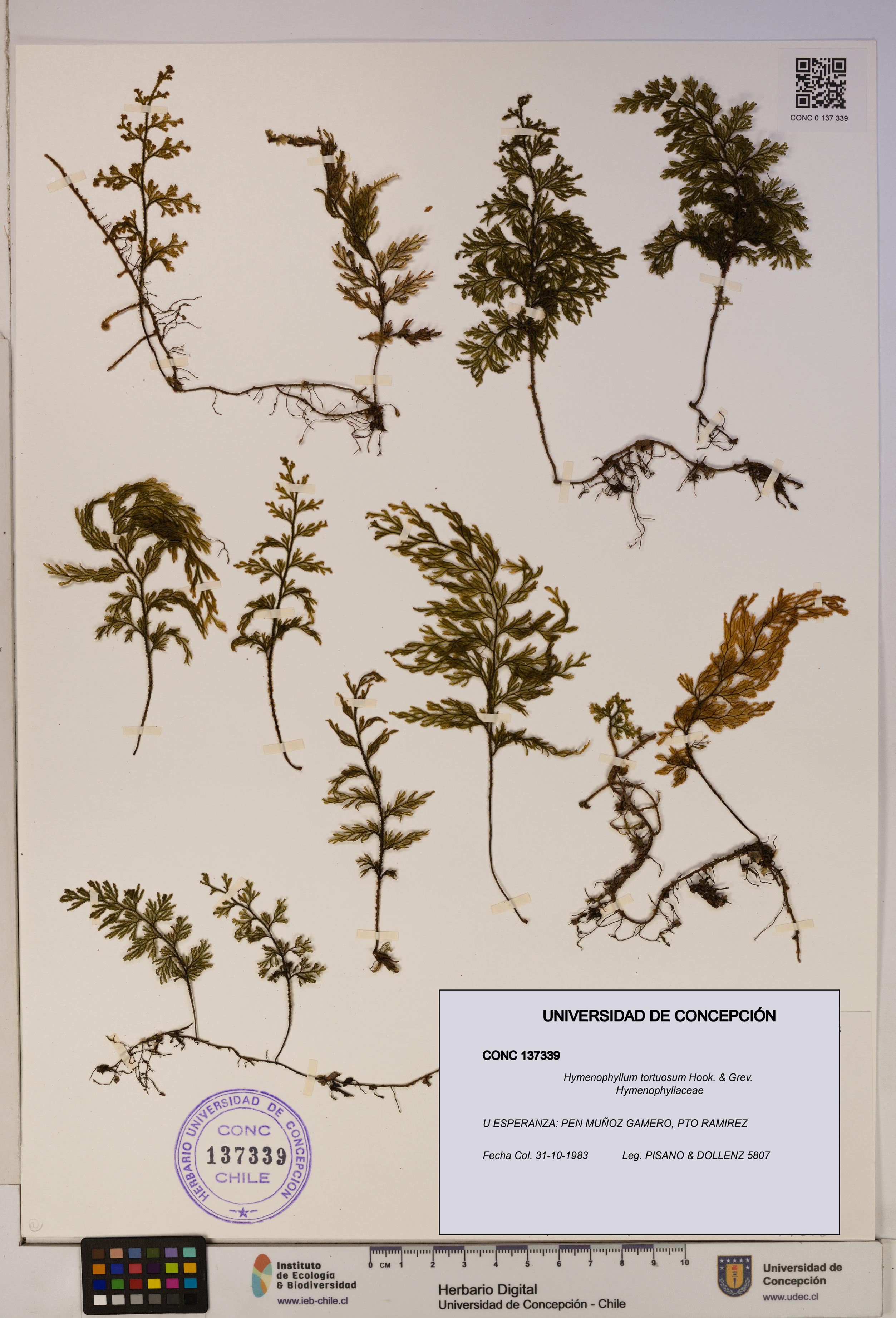 Hymenophyllum tortuosum [Espécimen: ]