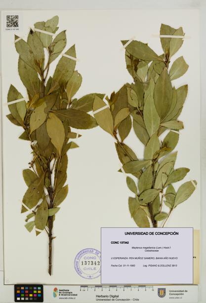 Maytenus magellanica [Espécimen: UDEC:CONC:0137342]
