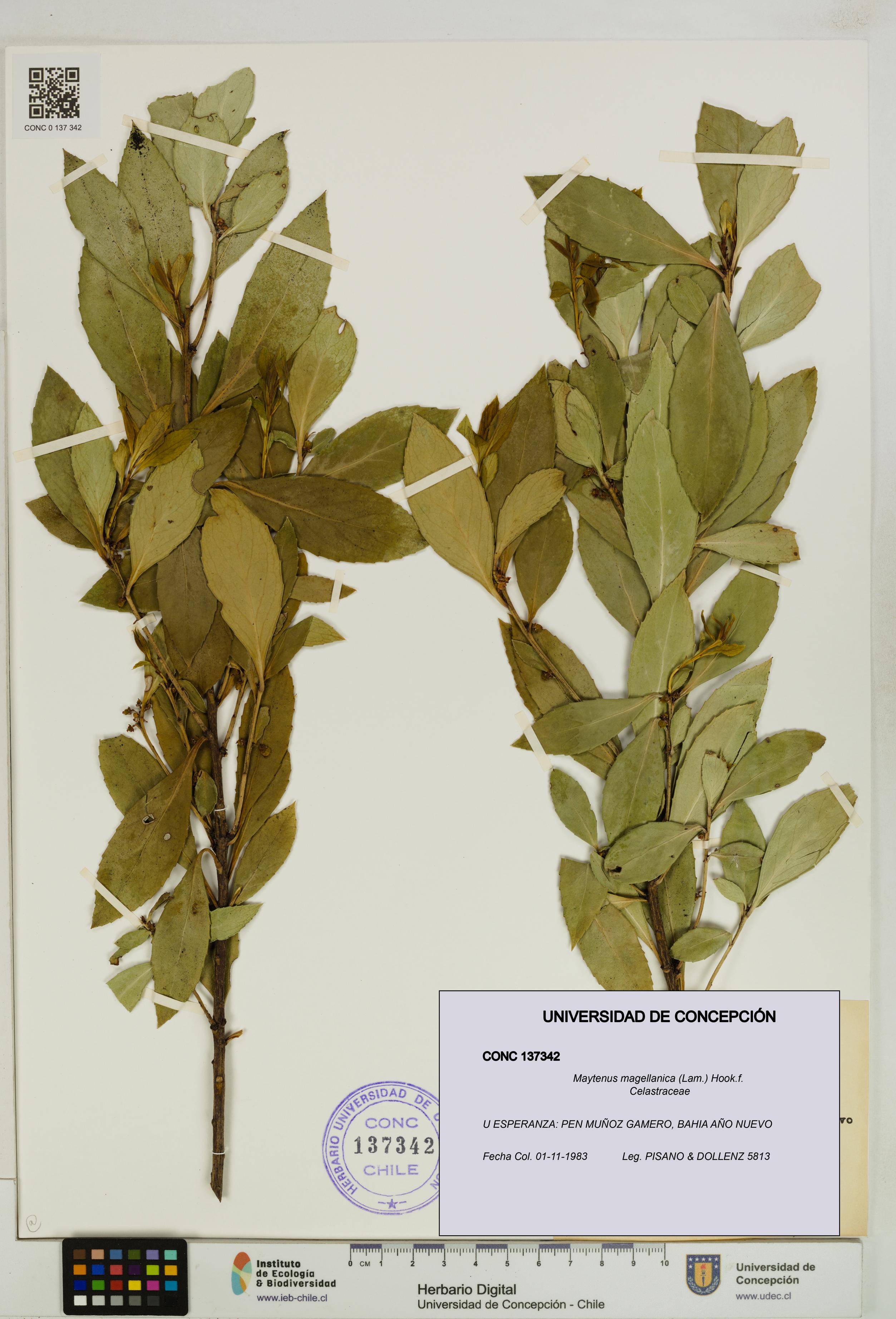Maytenus magellanica [Espécimen: UDEC:CONC:0137342]