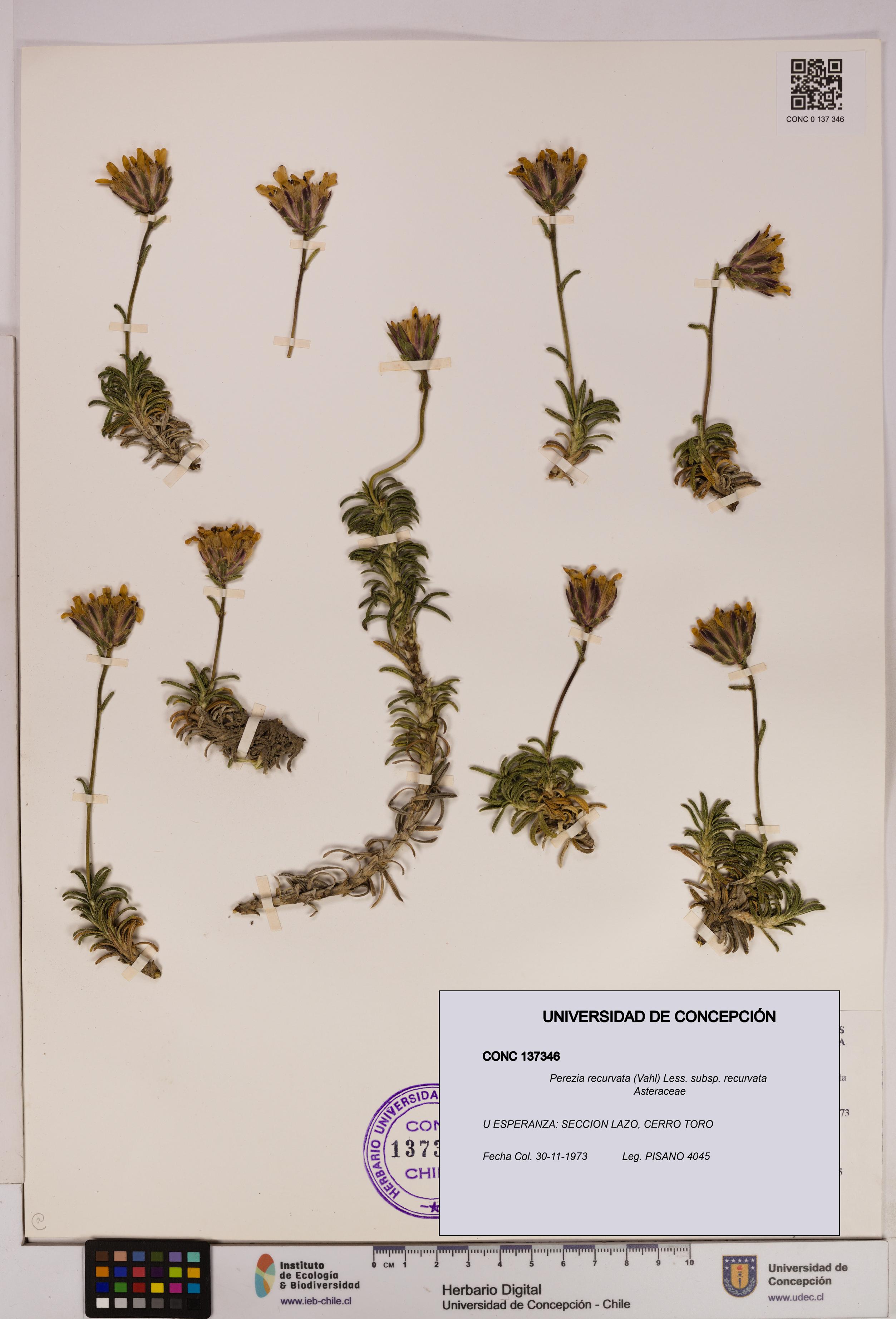 Perezia recurvata subsp. recurvata [Espécimen: UDEC:CONC:0137346]