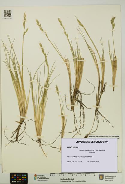 Festuca gracillima var. gracillima [Espécimen: UDEC:CONC:0137350]