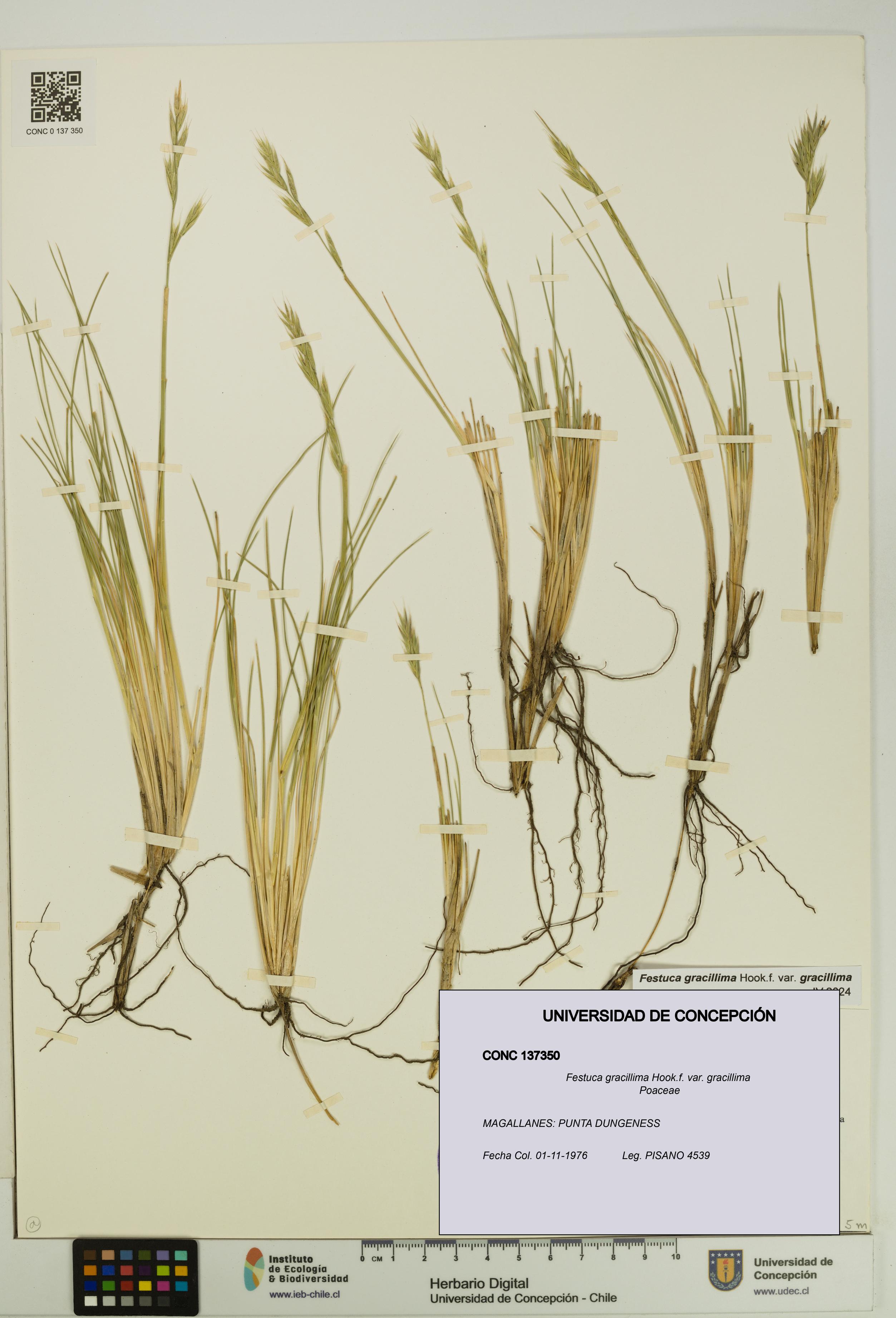 Festuca gracillima var. gracillima [Espécimen: UDEC:CONC:0137350]