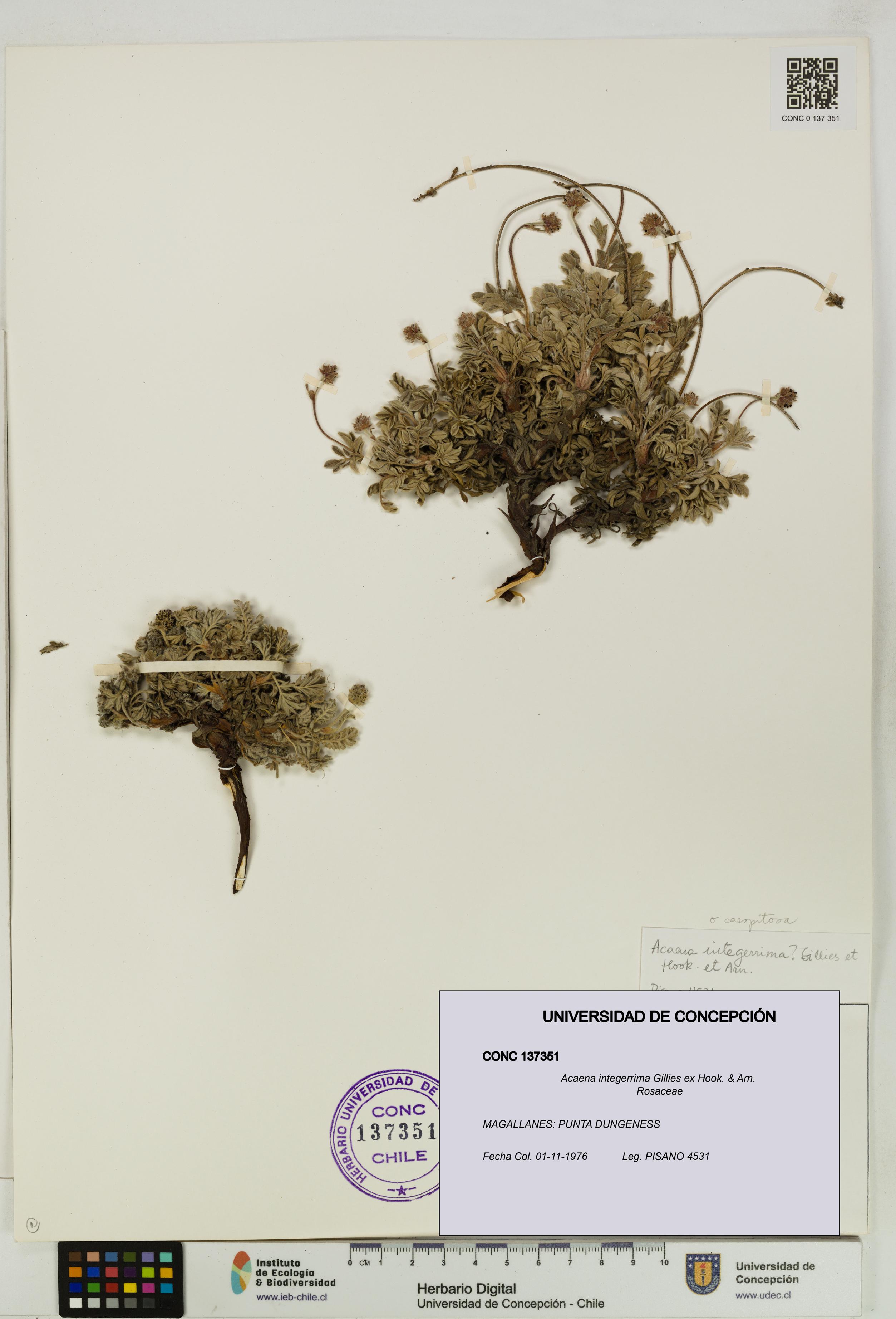 Acaena integerrima [Espécimen: UDEC:CONC:0137351]