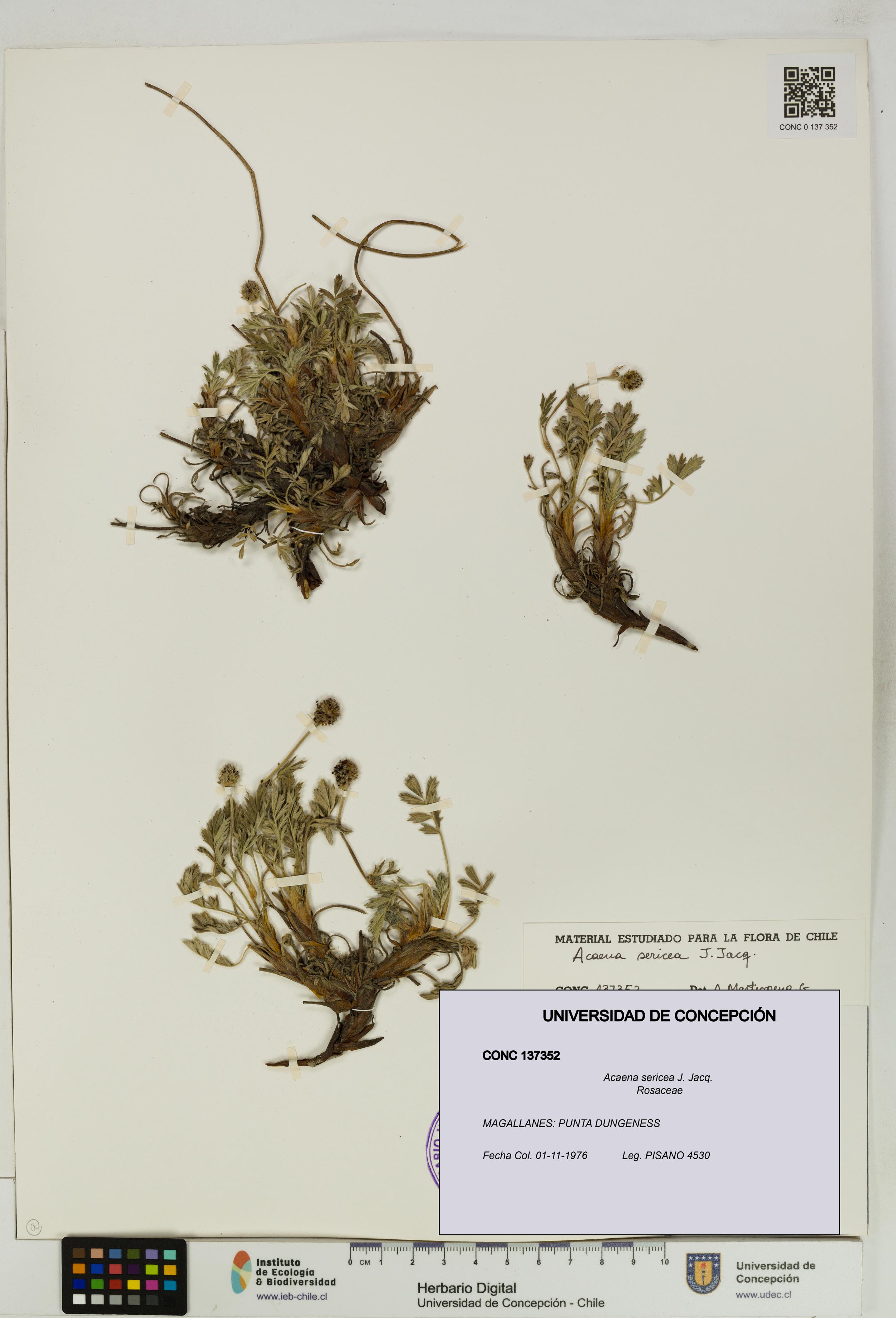 Acaena sericea [Espécimen: UDEC:CONC:0137352]