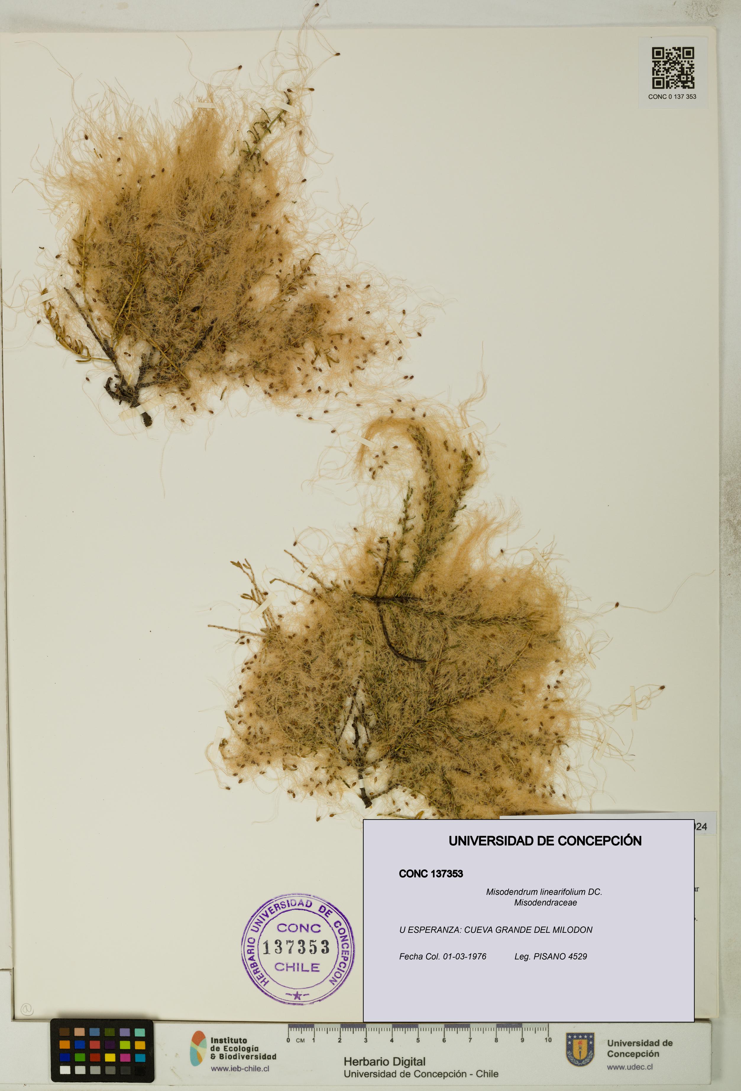 Misodendrum linearifolium [Espécimen: UDEC:CONC:0137353]