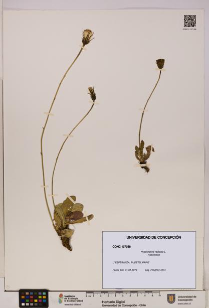 Hypochaeris radicata [Espécimen: UDEC:CONC:0137358]