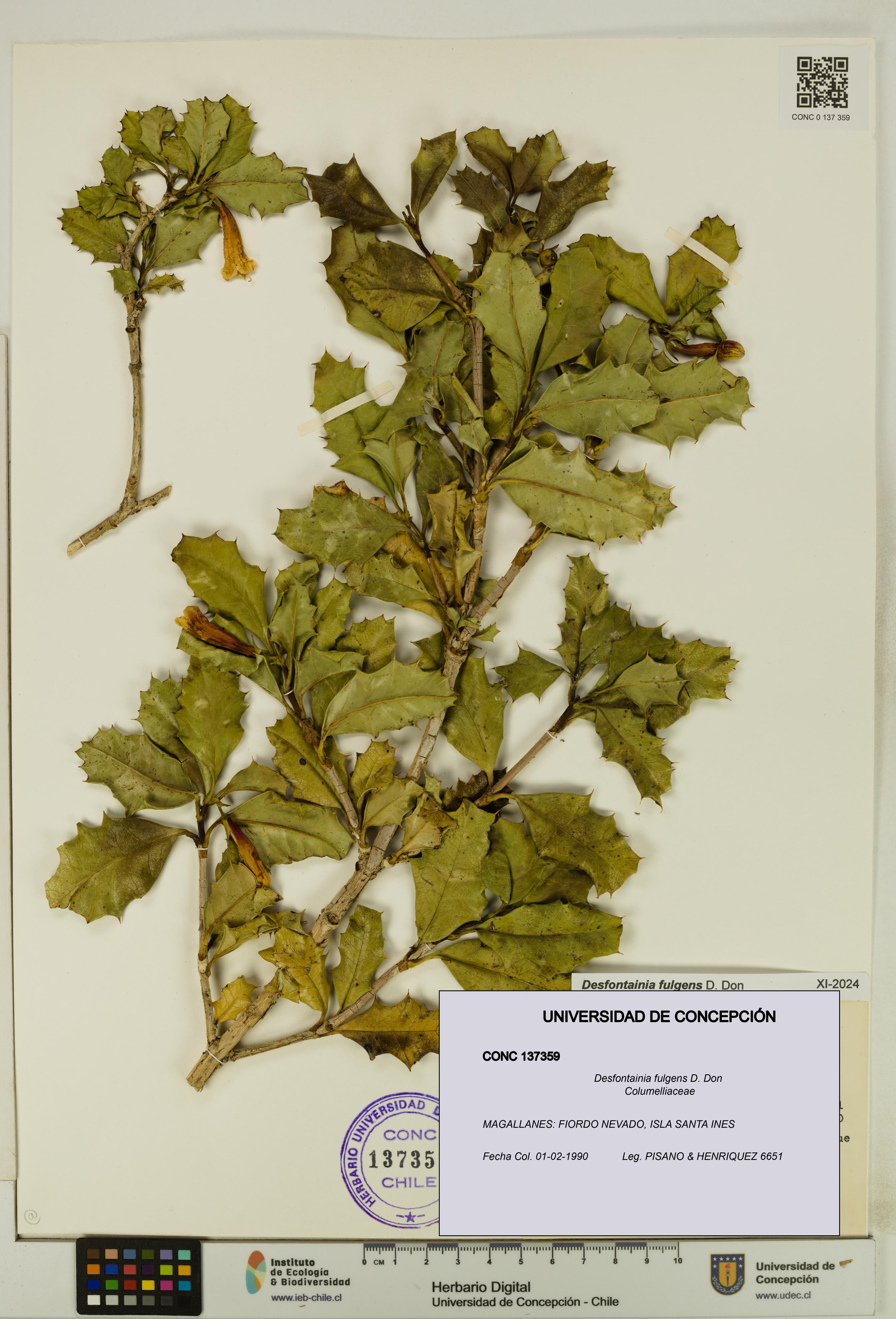 Desfontainia fulgens [Espécimen: UDEC:CONC:0137359]