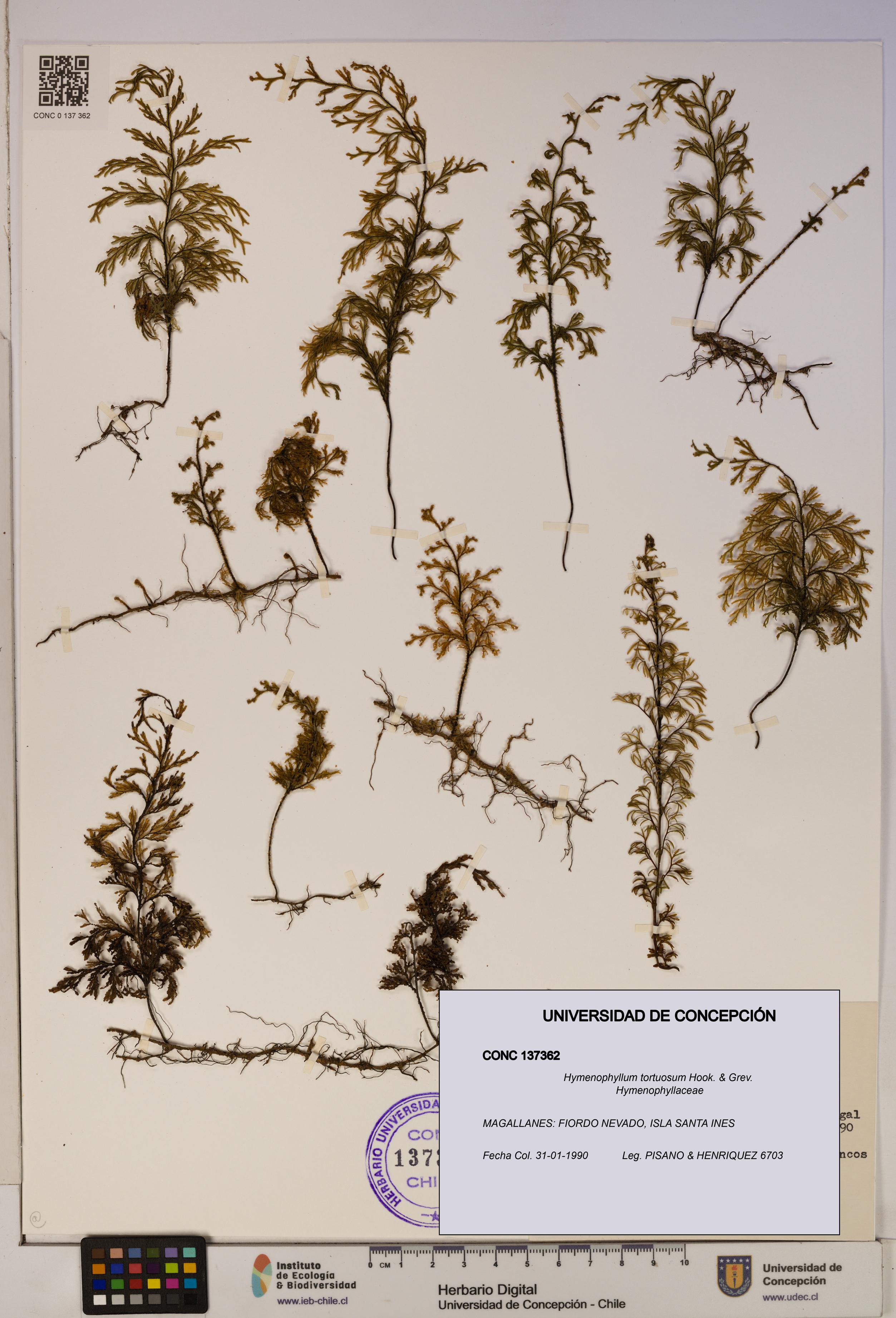 Hymenophyllum tortuosum [Espécimen: ]