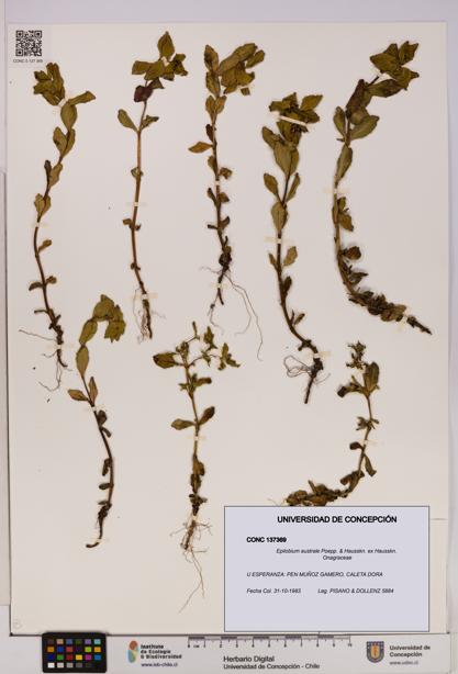 Epilobium australe [Espécimen: UDEC:CONC:0137369]