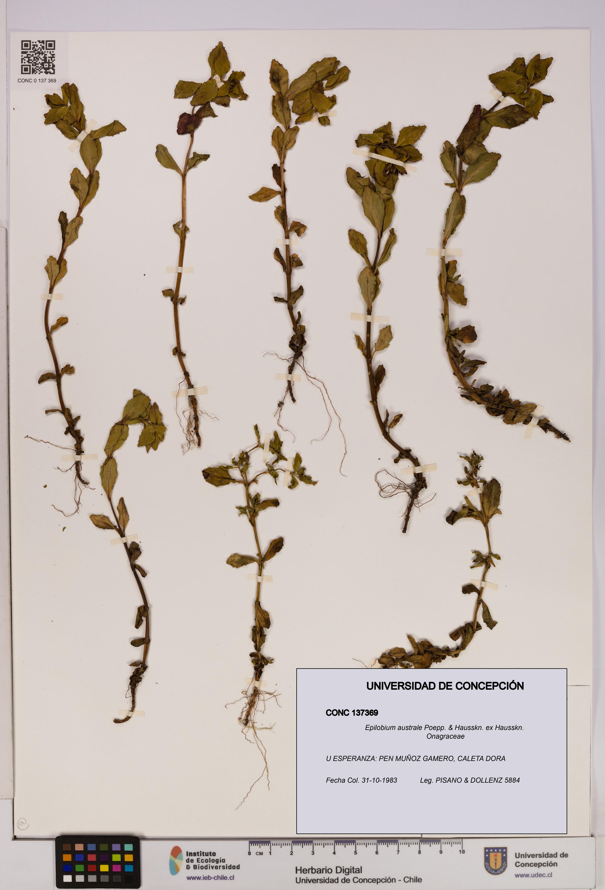 Epilobium australe [Espécimen: UDEC:CONC:0137369]