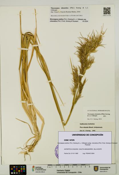 Nicoraepoa andina subsp. chonotica [Espécimen: UDEC:CONC:0137378]