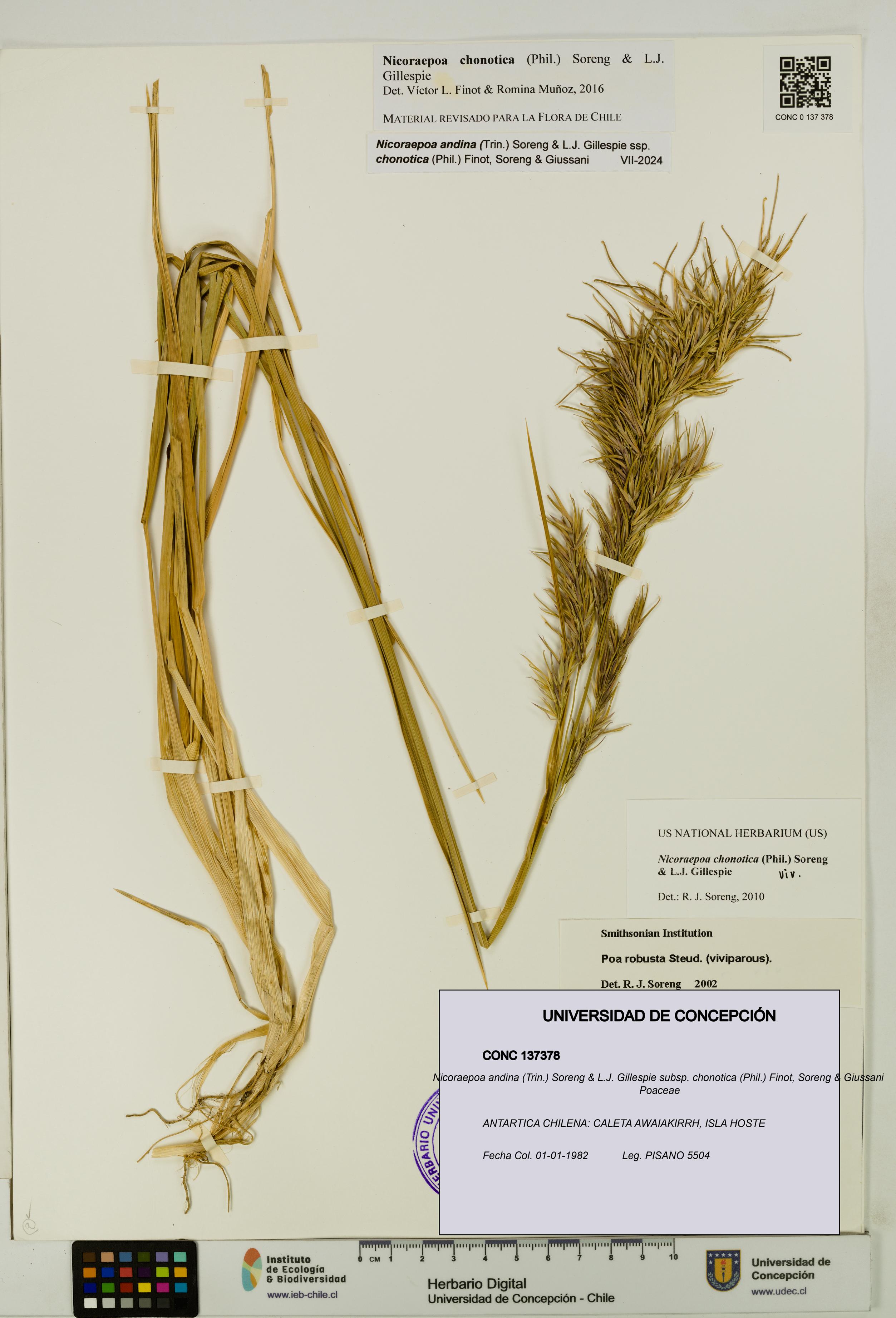 Nicoraepoa andina subsp. chonotica [Espécimen: UDEC:CONC:0137378]