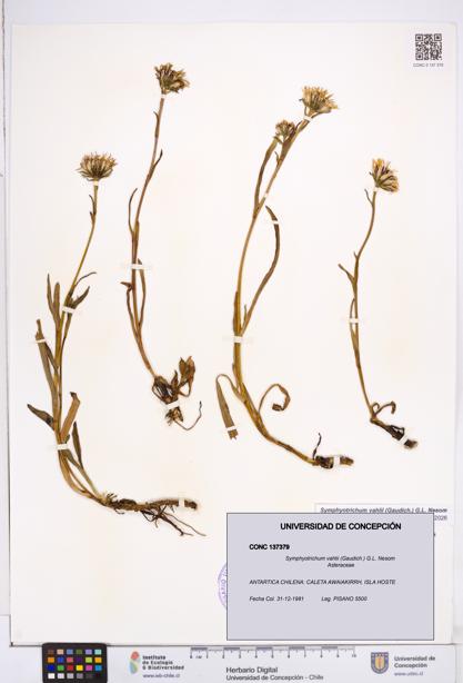 Symphyotrichum vahlii [Espécimen: ]