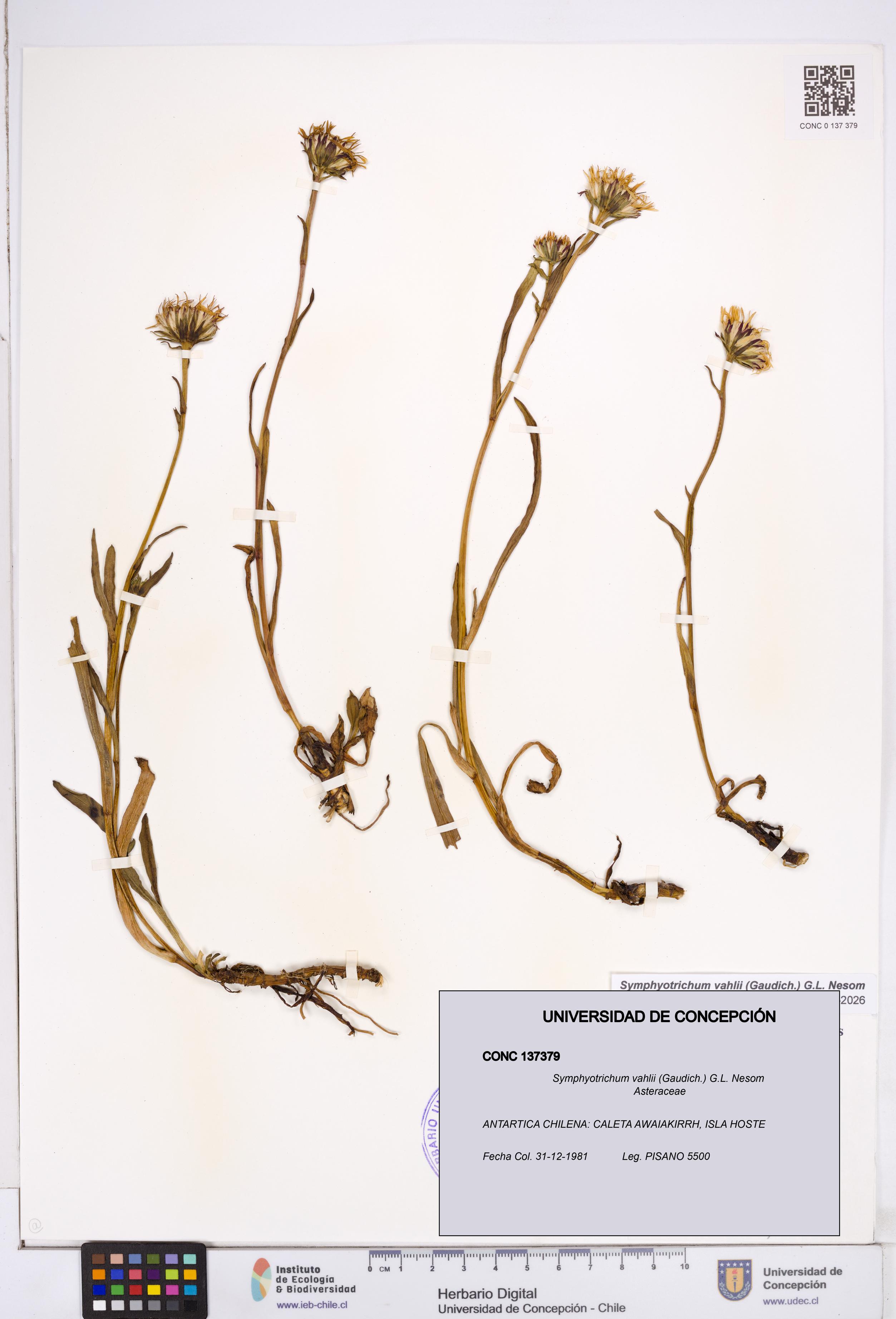 Symphyotrichum vahlii [Espécimen: ]