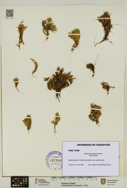 Gaimardia australis [Espécimen: UDEC:CONC:0137380]