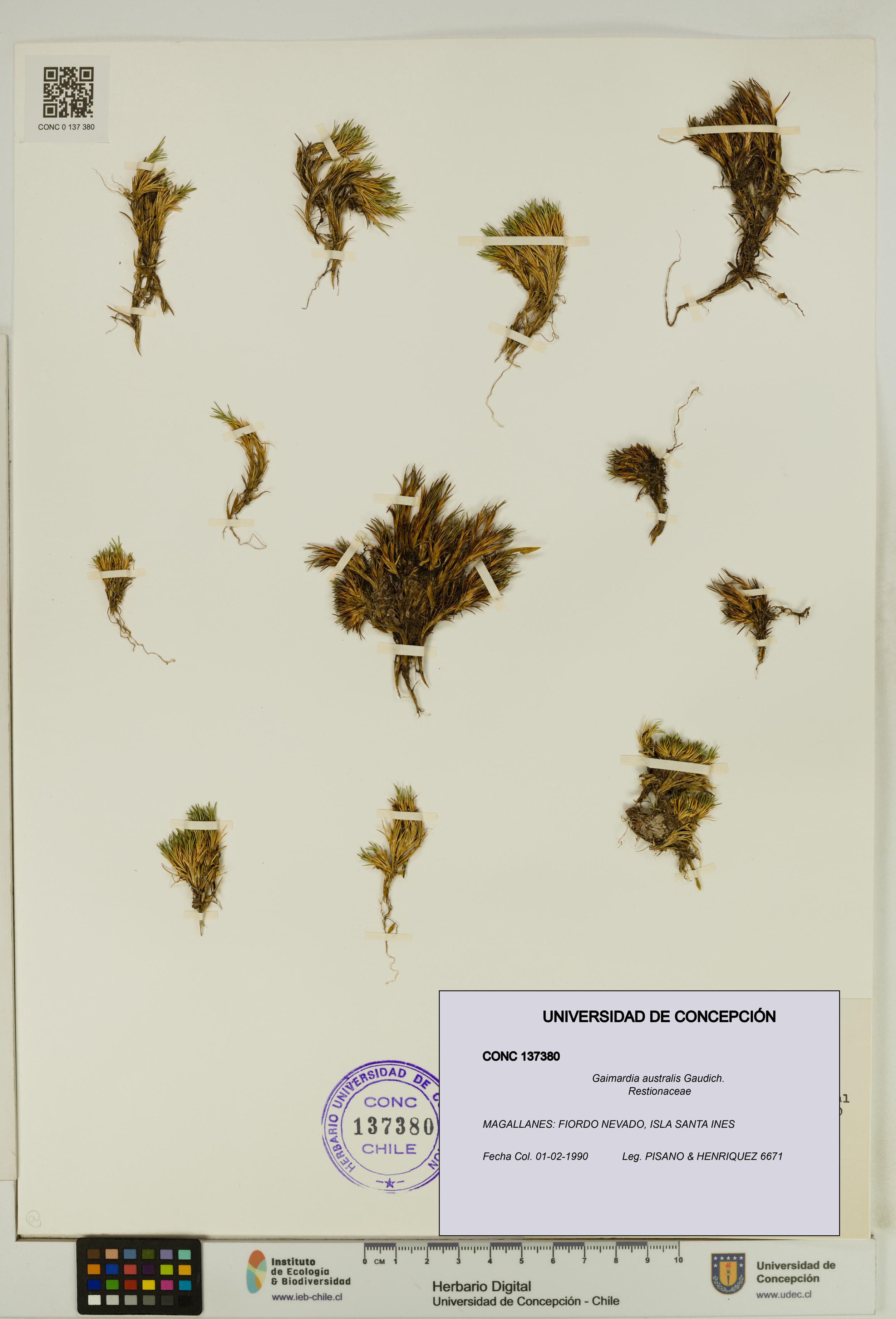 Gaimardia australis [Espécimen: UDEC:CONC:0137380]